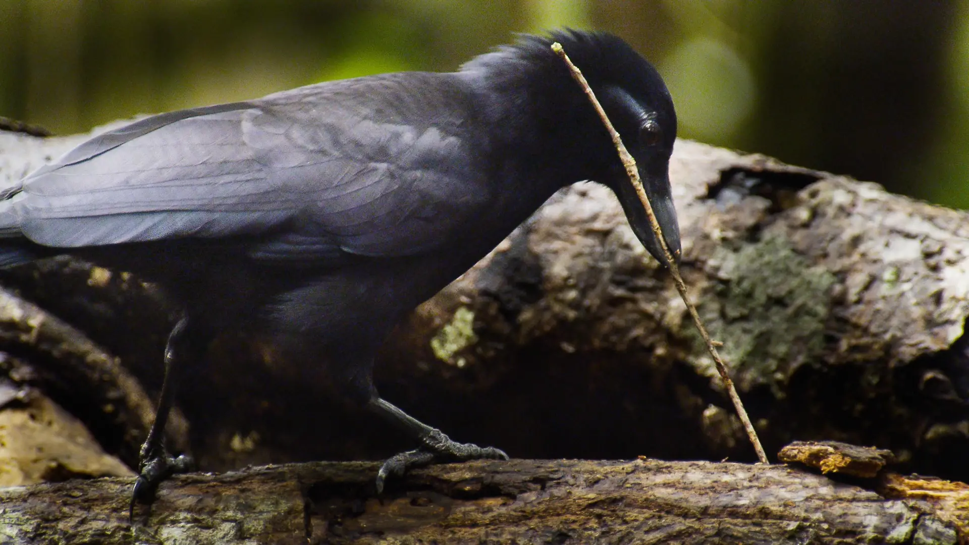 Neukaledonische Krähen verwenden Werkzeuge, um an Nahrung zu kommen. Und damit nicht genug; sie stellen diese auch selbst her. Es sind keine einfachen Stöckchen, sondern ausgefeite Hilfsmittel mit Haltegriff und Widerhaken.
Die Verwendung des sendungsbezogenen Materials ist nur mit dem Hinweis und Verlinkung auf TVNOW gestattet.