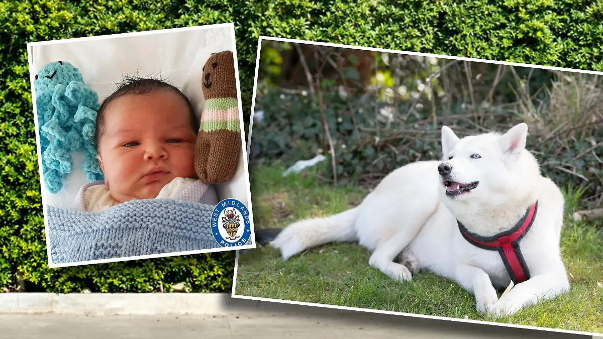 Husky und Baby