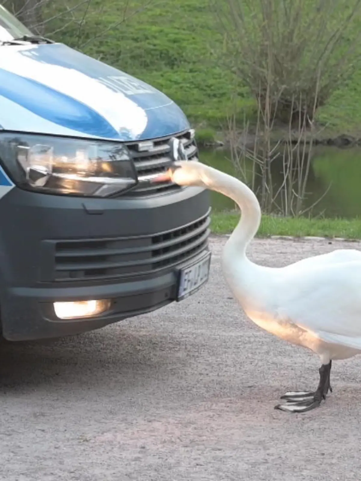 Bild zu: "Schwan hat keine Lust auf die Polizei"