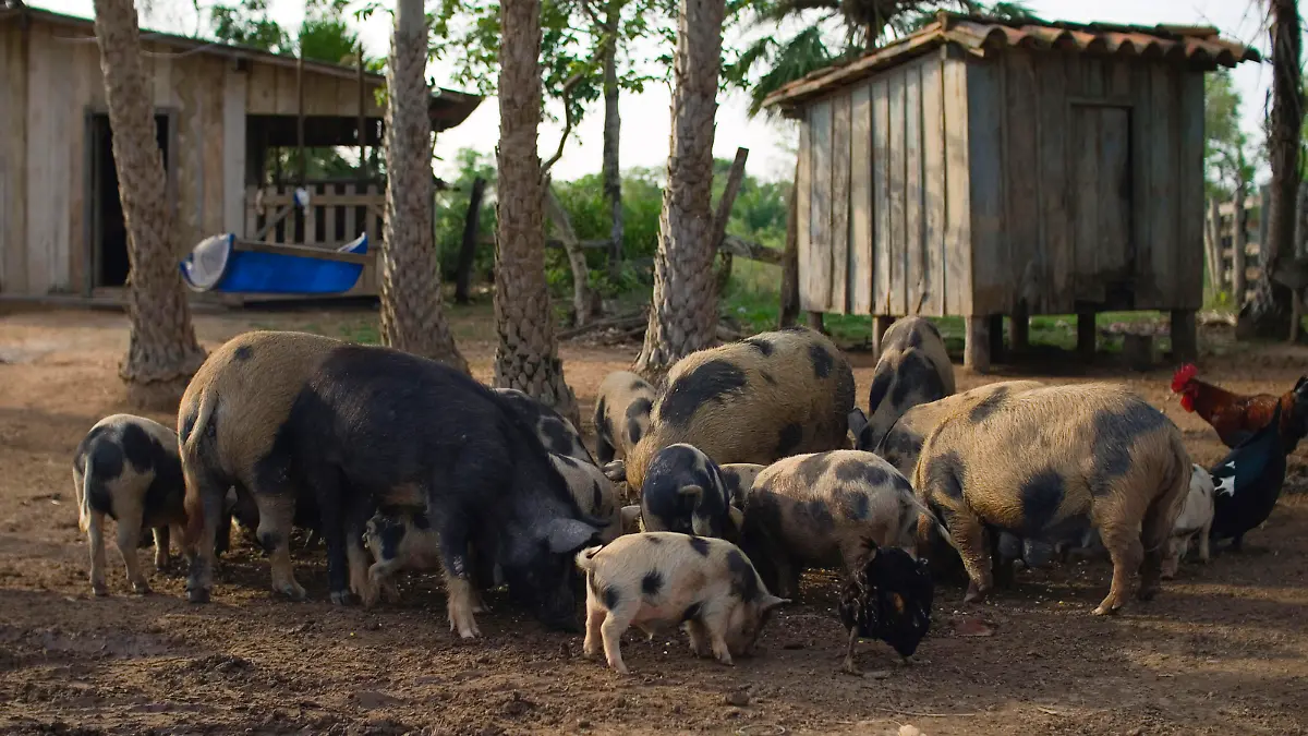 Fressen: Schweine in Brasilien bei der Nahrungsaufnahme