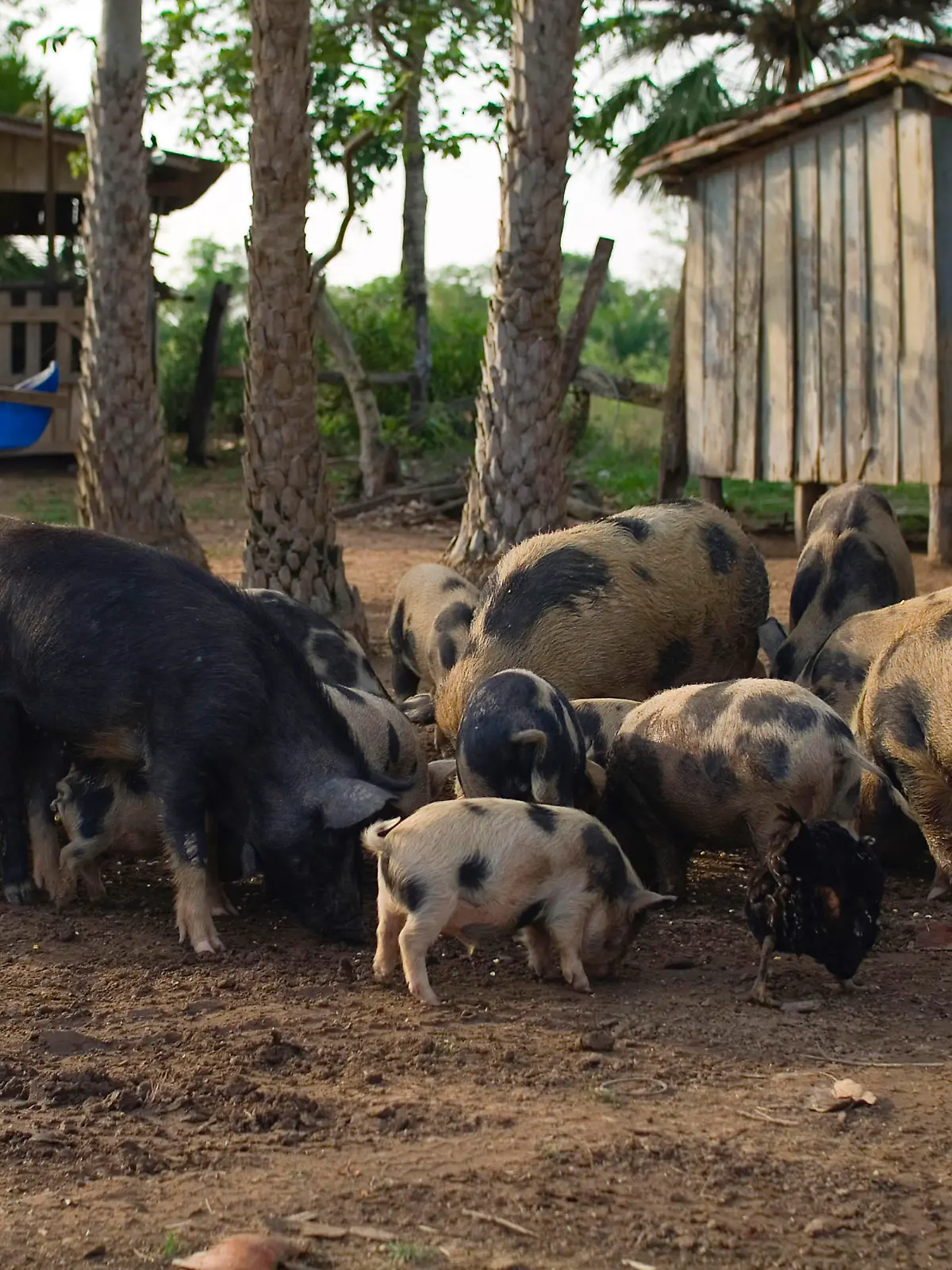 Fressen: Schweine in Brasilien bei der Nahrungsaufnahme