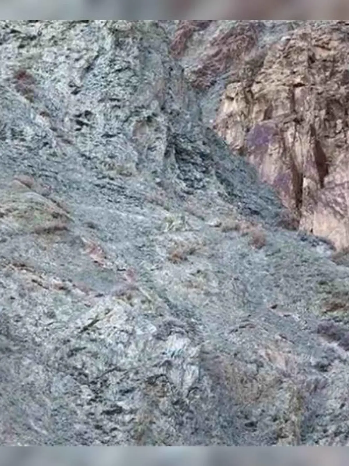 Suchbild Tiger