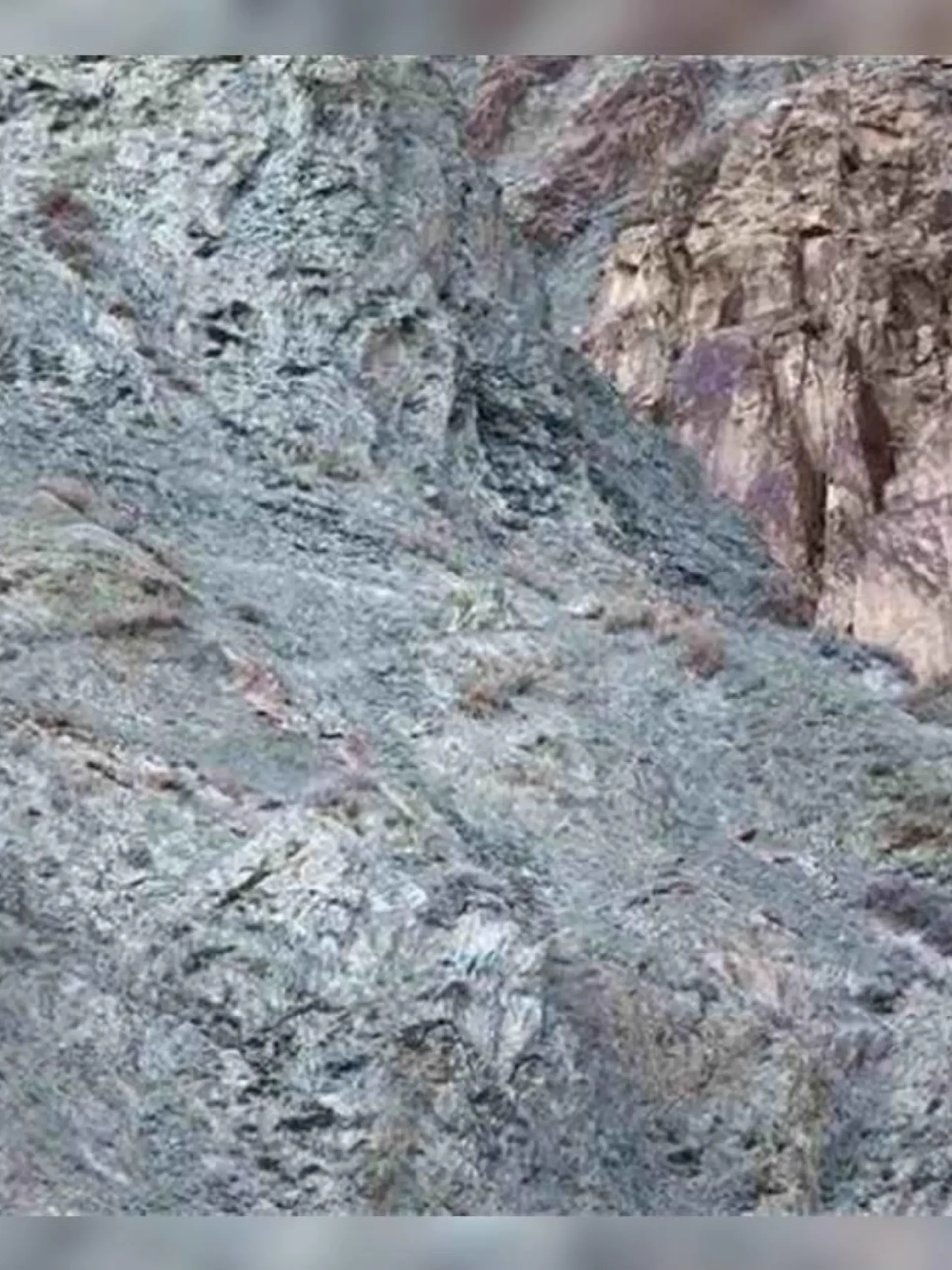 Suchbild Tiger