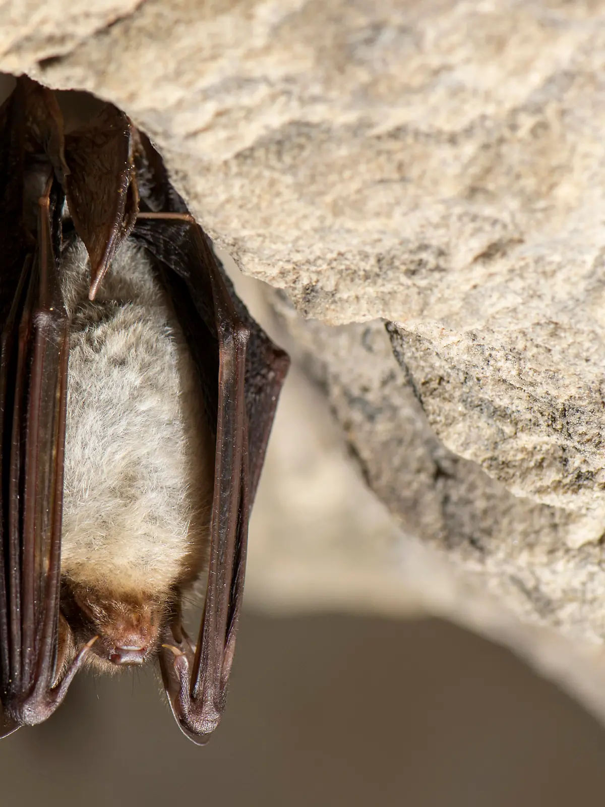 Das Große Mausohr oder auch nur Mausohr (Myotis myotis) im Winterquartier / greater mouse-eared bat / Foto: Ralph Frank