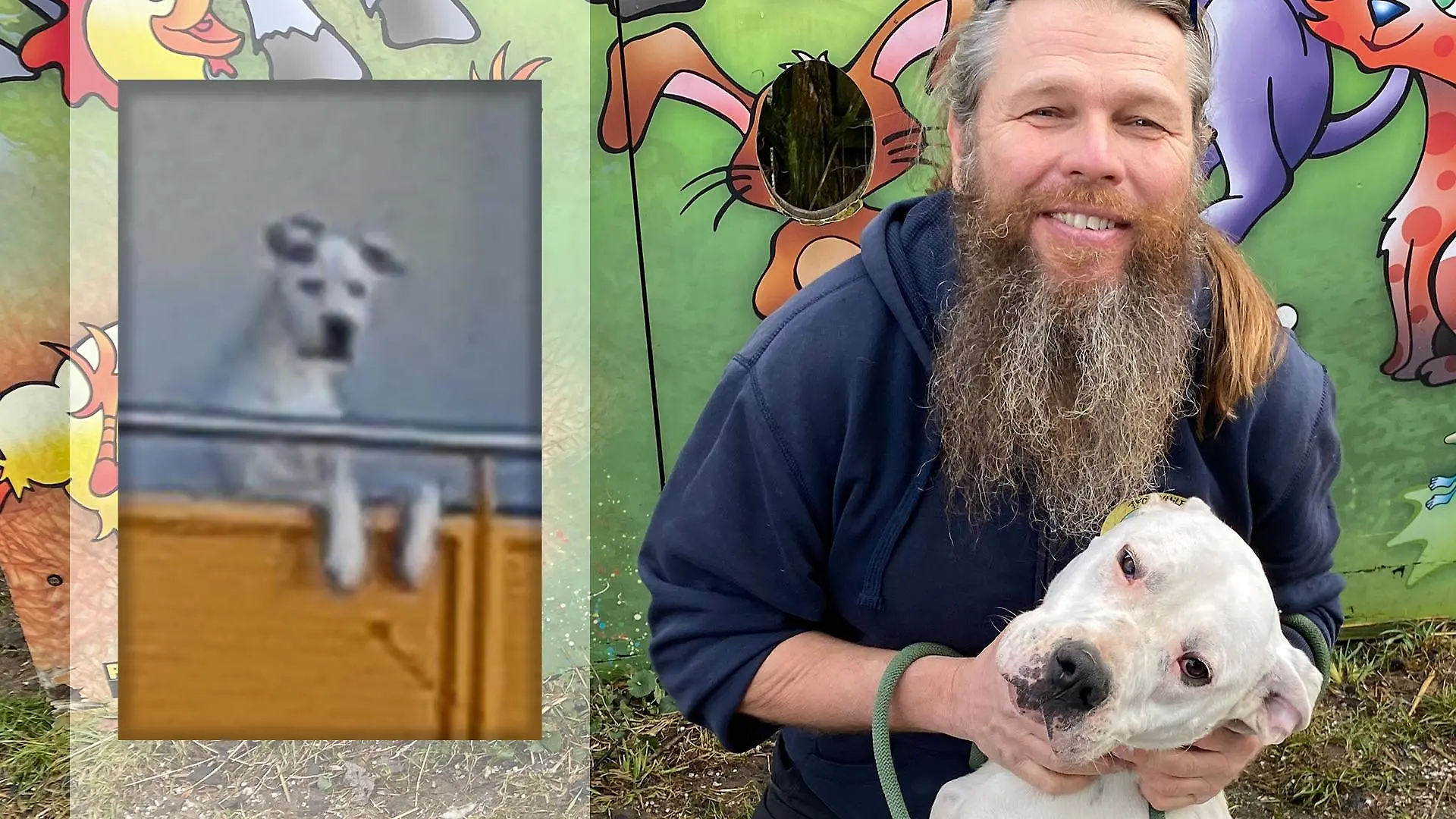 Hund Jimmy durchlebte schwere Zeiten, jetzt hat er aber sein Glück gefunden.