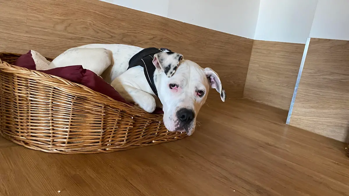 Jimmy lebt mittlerweile bei einer neuen Familie.