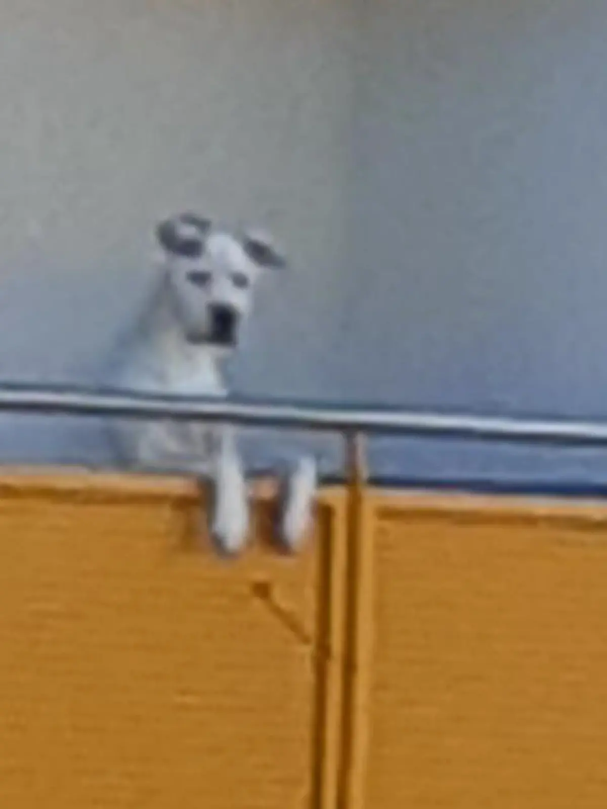 Jimmy wurde auf einem Balkon gehalten