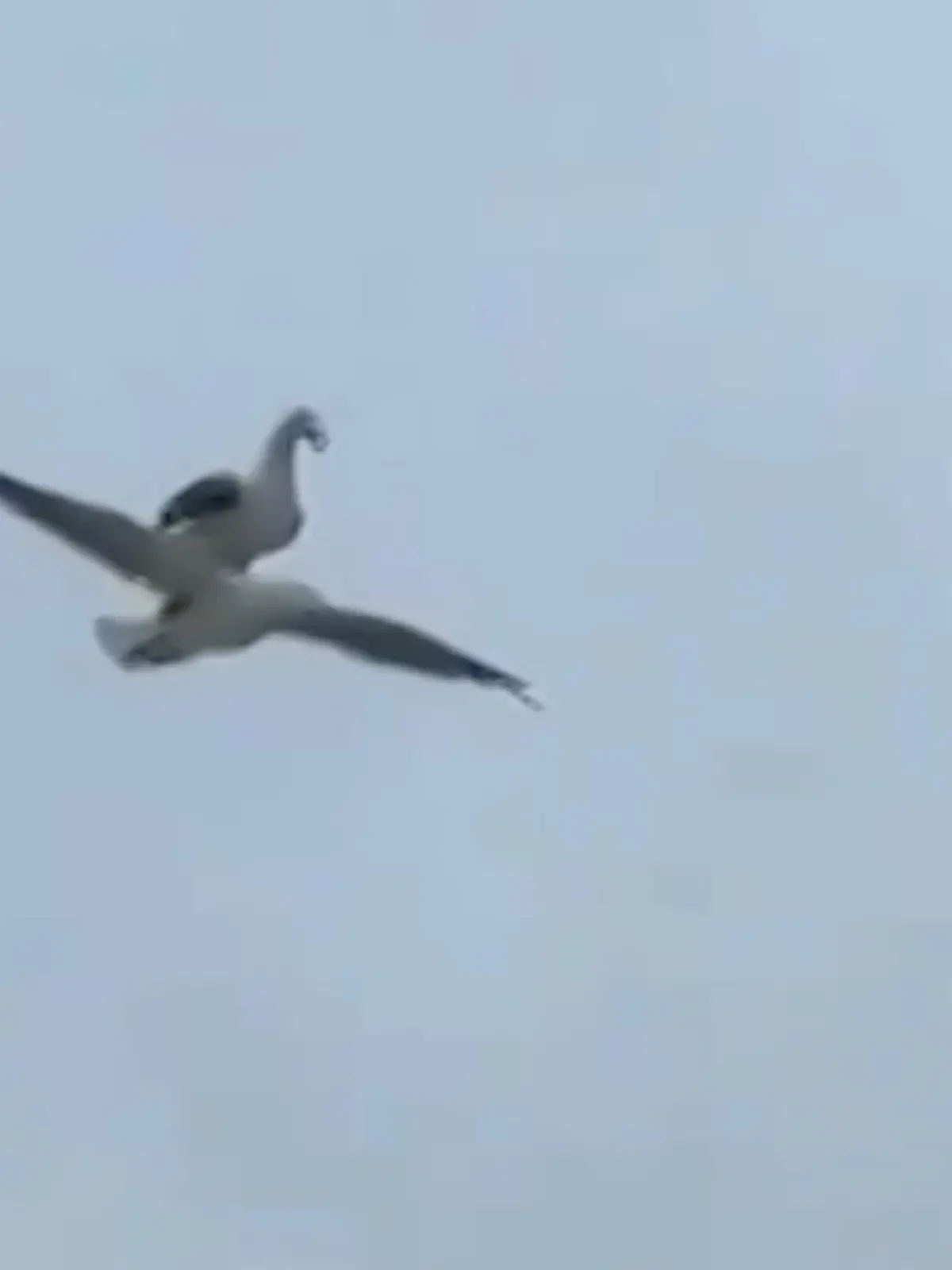 Bild zu: "Diese Tiere gibt es nur im Doppelpack"