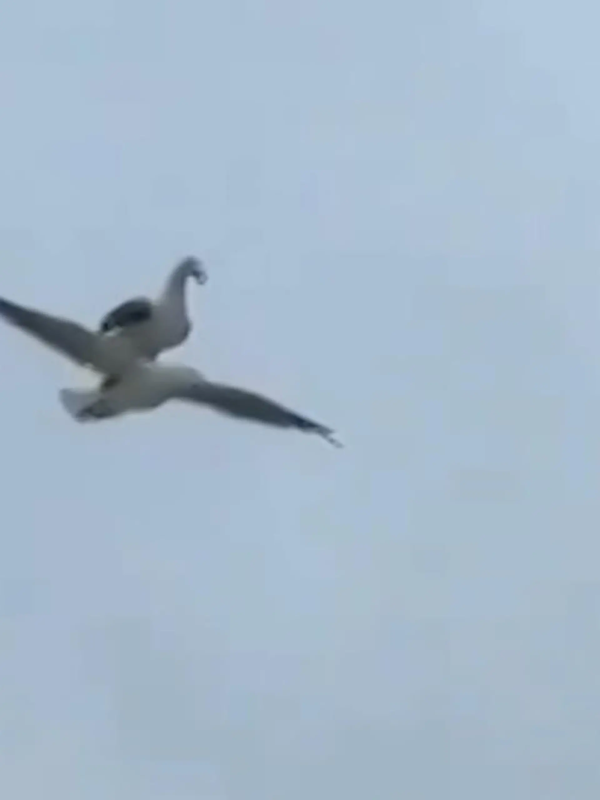 Bild zu: "Diese Tiere gibt es nur im Doppelpack"