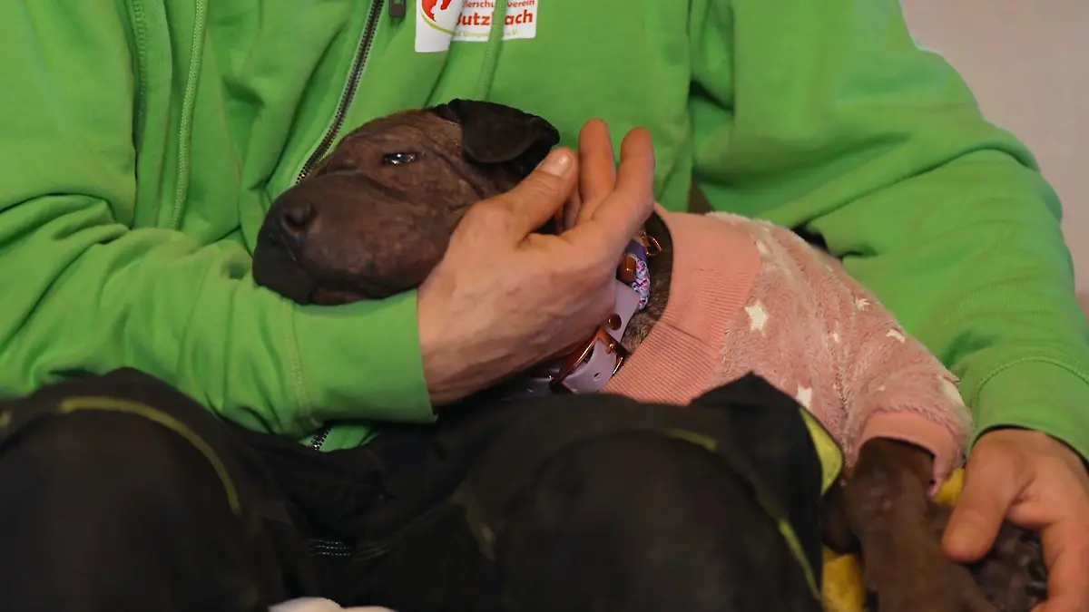 Bei Jessi überschlagen sich die Ereignisse Tumor entdeckt