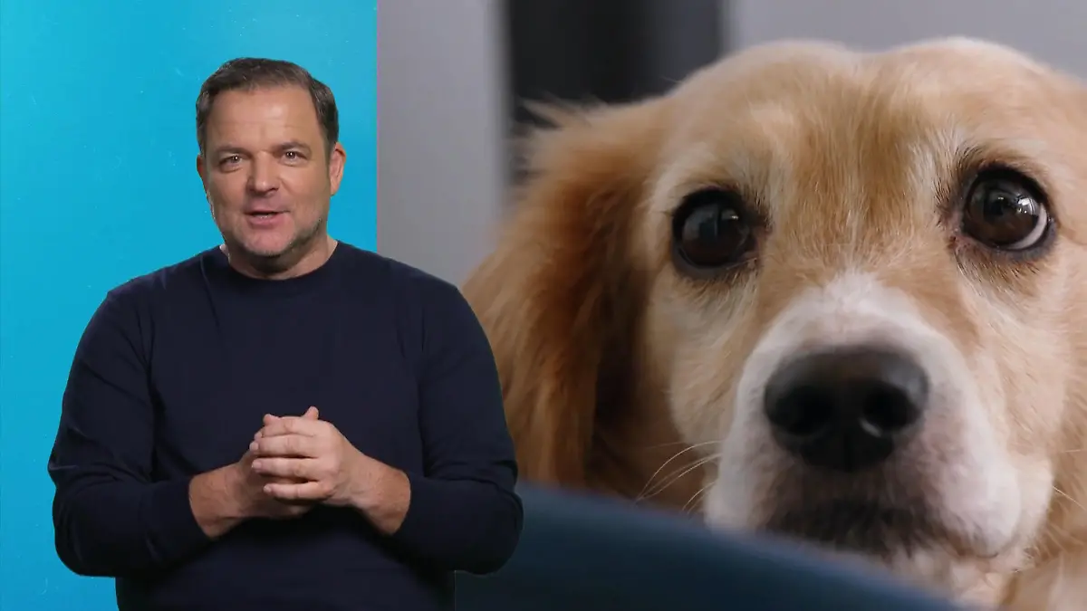 Diese Hunde haben ihr Glück gefunden Endlich ein Zuhause