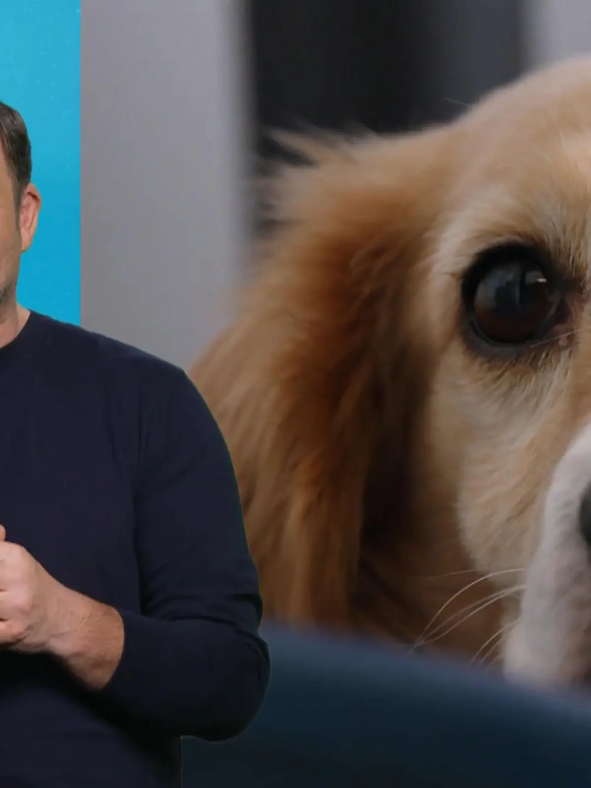 Bild zu: "Diese Hunde haben ihr Glück gefunden"