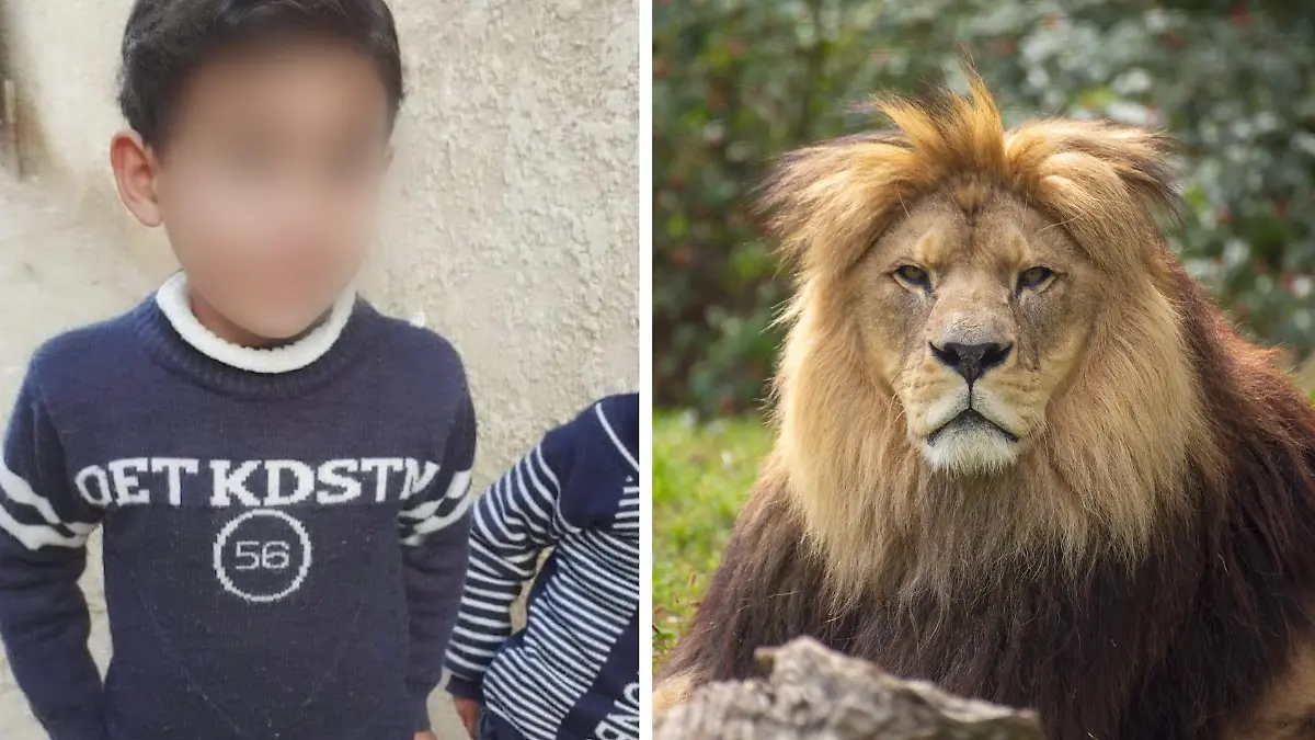 Ein Löwe hat den sechsjährigen Hamada in einem Zoo im Gazastreifen attackiert und getötet.