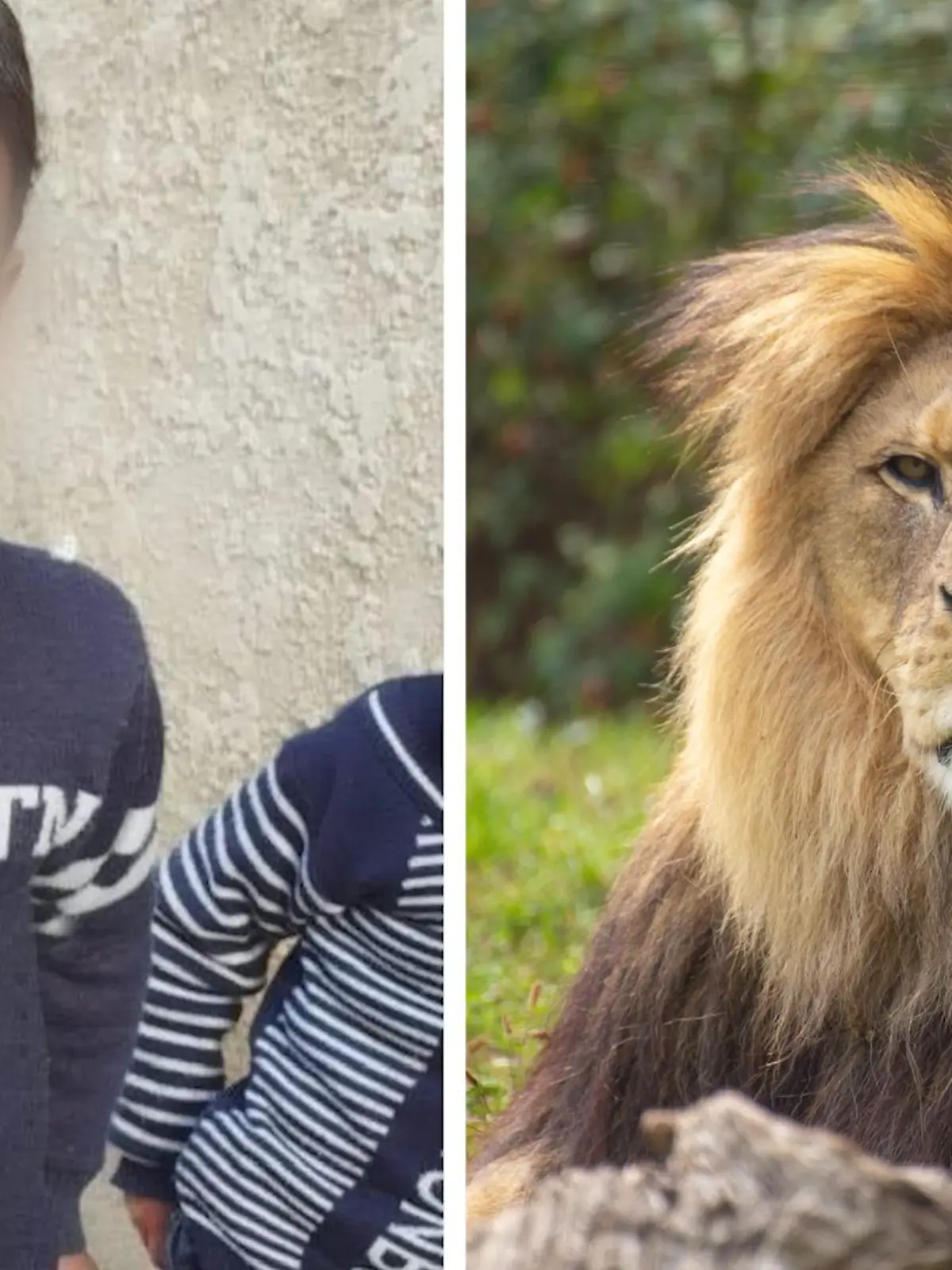 Ein Löwe hat den sechsjährigen Hamada in einem Zoo im Gazastreifen attackiert und getötet.
