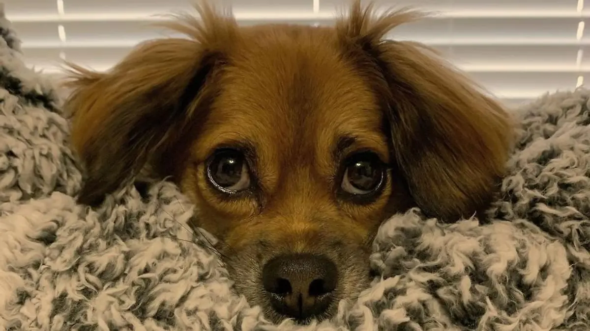 Tilly führt trotz ihrer Krankheit ein glückliches Leben und feierte vor kurzem ihren zweiten Geburtstag. Der Tierarzt hatte ihr maximal zwei bis drei Monate gegeben.