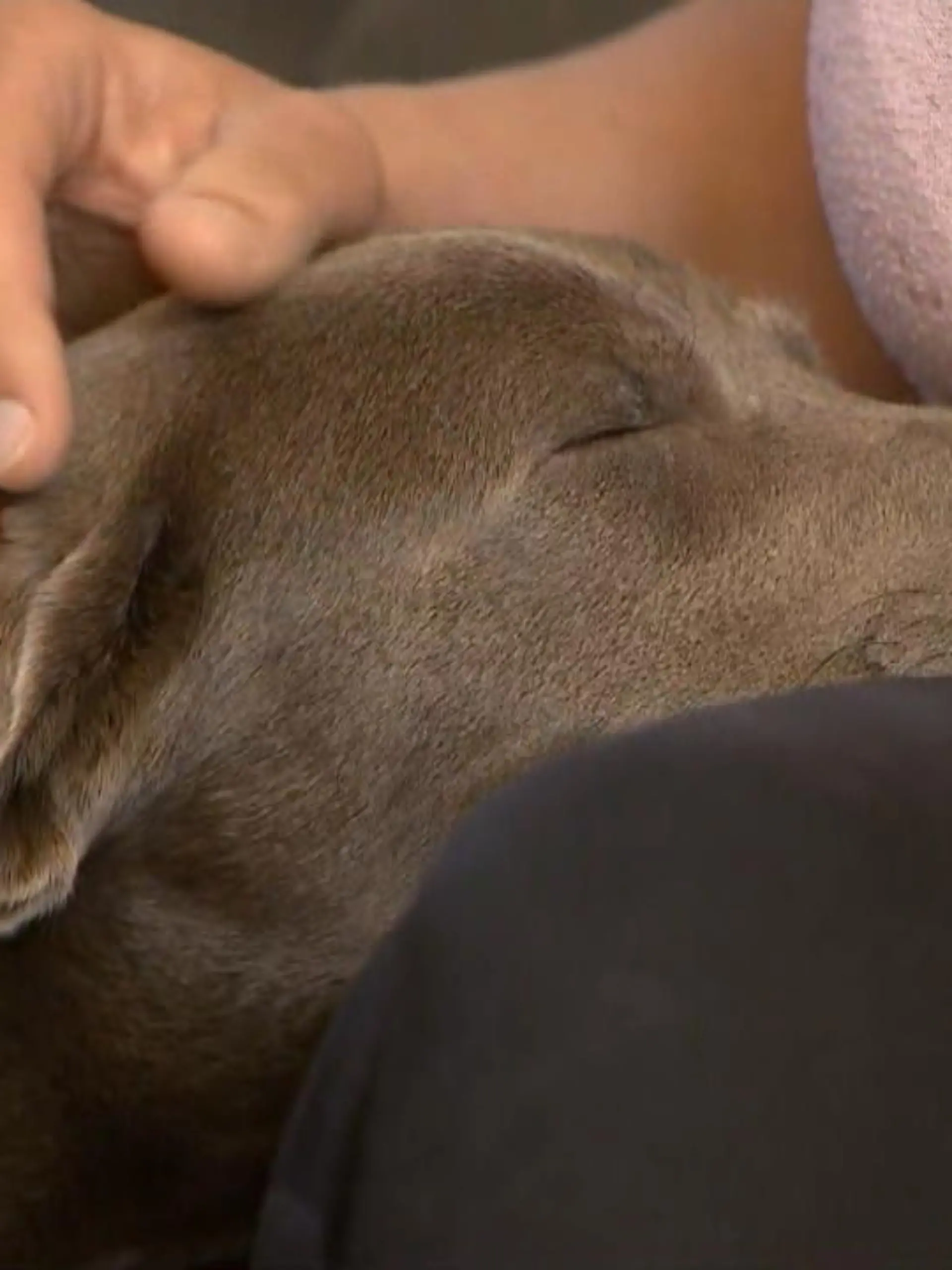 Labrador-Welpe Lilo aus dem sächsischen Plauen hat endlich seine erste OP hinter sich. Frauchen Nancy holte die Hündin einen Tag nach dem Eingriff wieder aus der Tierklinik ab. Auf Lilo warten in den nächsten Wochen noch zwei weitere Operationen. Wir haben den jungen Hund und seine Besitzerin nach Hause begleitet und die ehemaligen Halter, die Lilo offenbar vernachlässigten und quälten, zur Rede gestellt. Im Video erzählt Nancy, wie es Lilo nach ihrer ersten Operation nun geht.