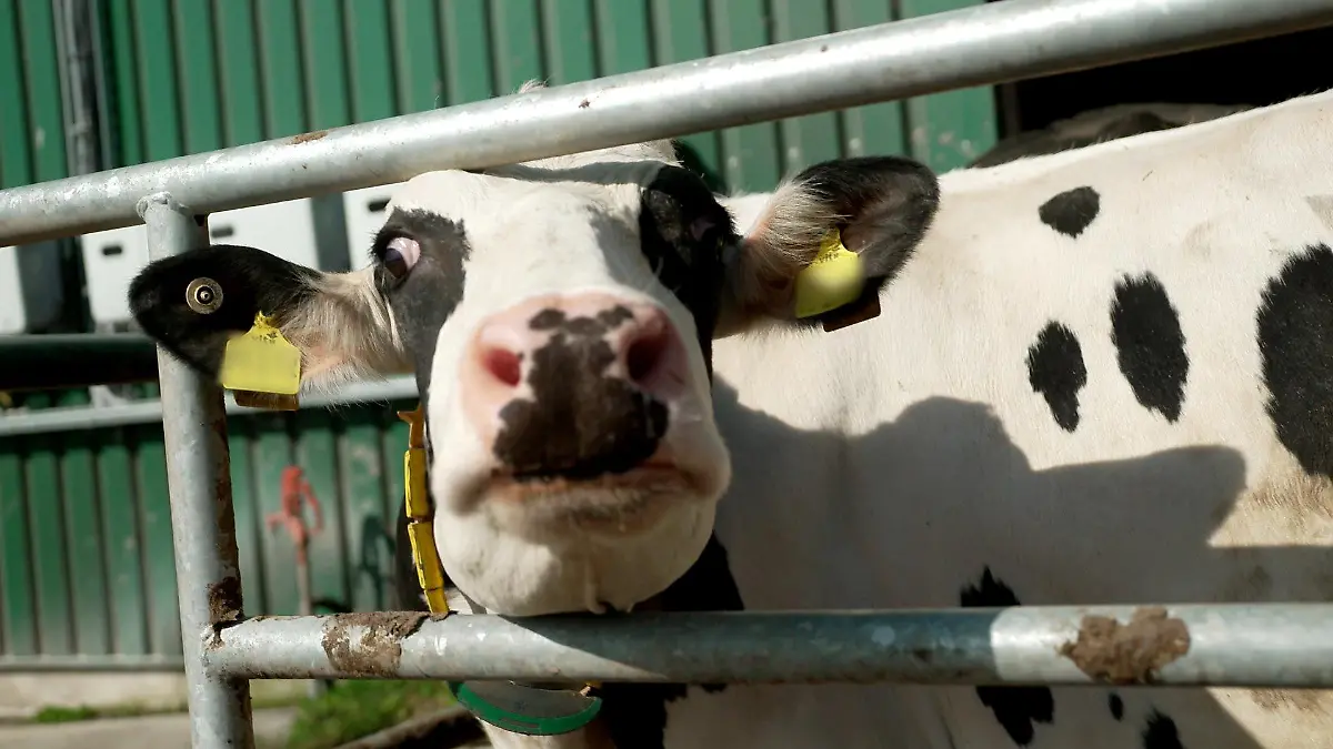 Crowdfarming: Bei Ludger Engeln kann man Kuh-Patenschaften abschließen