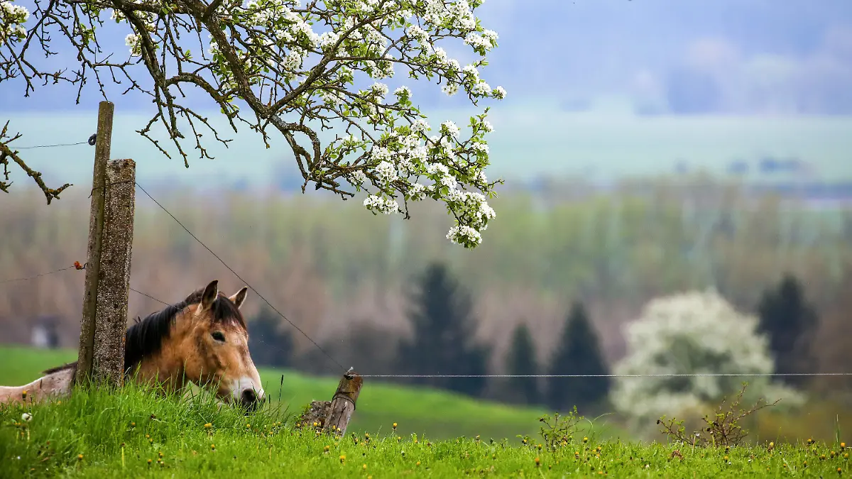 01.05.2023, Baden-Württemberg, Mengen: Ein Pferd steht an einem Abhang unter einem blühenden Baum. Foto: Thomas Warnack/dpa +++ dpa-Bildfunk +++