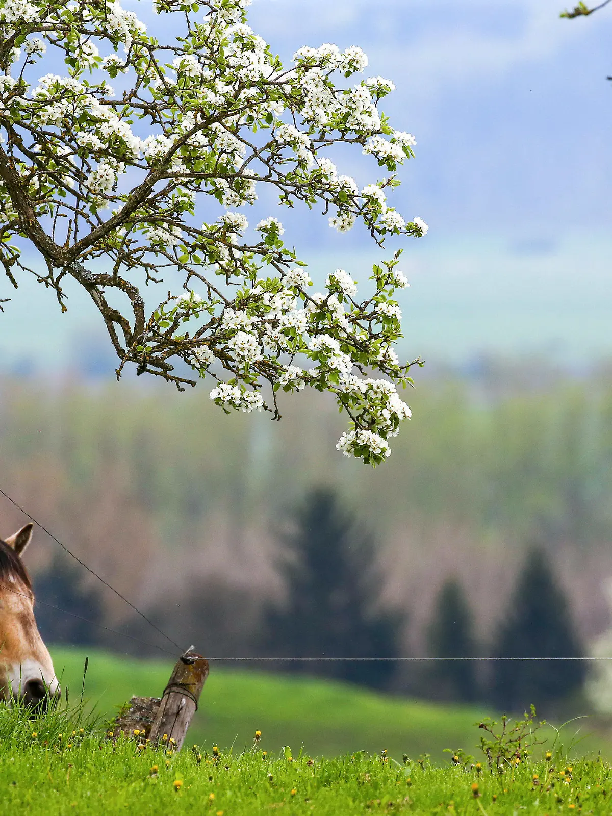 01.05.2023, Baden-Württemberg, Mengen: Ein Pferd steht an einem Abhang unter einem blühenden Baum. Foto: Thomas Warnack/dpa +++ dpa-Bildfunk +++