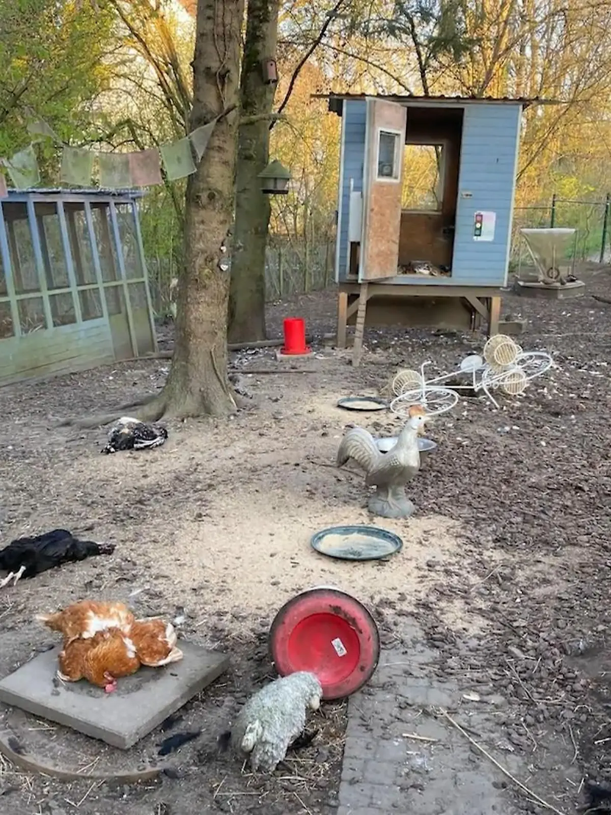 Bild zu: "Kaninchen und Meerschweinchen hingerichtet"
