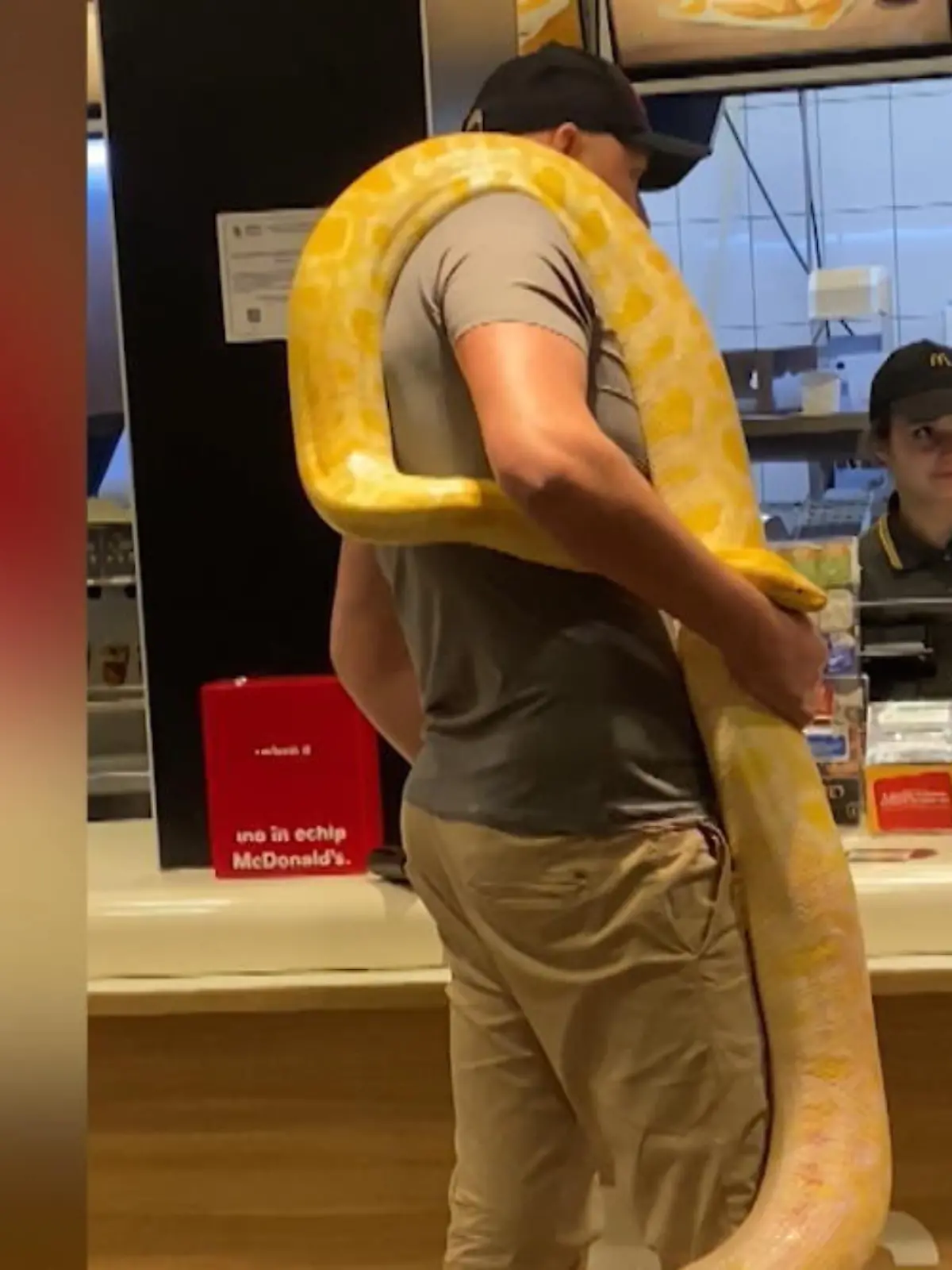 Alles ganz normal! Das scheint die Einstellung eines Mannes in einem Fast Food Restaurant in Rumänien zu sein. Lässg trägt er eine Python um den Hals und stellt sich an den Schalter. Wie die anderen Gäste reagieren, zeigen wir im Video.