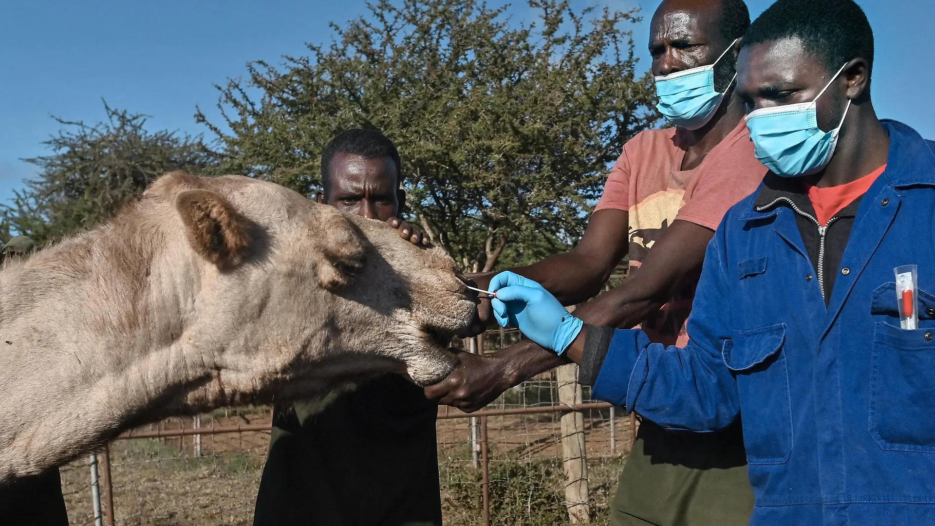 Sospeter Wambugu (R), a veterinary technologist, administers a nasal swab on a female camel as she is held down by resident livestock handlers, at the International Livestock Research Institute (ILRI) ranch, where the camels are regularly tested for the Middle East Respiratory Syndrome (MERS) virus as scientists monitor for indications of possible transition of the microbes from animal to humans, at the Kapiti plains ranch, located in Machakos County, on March 24, 2021. - ILRI began researching camels in Kenya in 2013, a year after the appearance of MERS in Saudi Arabia, a coronavirus which kills an estimated 35 percent of those it infects, with some 850 deaths recorded, according to the World Health Organisation.
MERS is a zoonotic virus, believed to have transmitted from bats to camels, which causes similar symptoms to Covid-19 in humans: fever, coughing and respiratory difficulties. (Photo by TONY KARUMBA / AFP) (Photo by TONY KARUMBA/AFP via Getty Images)