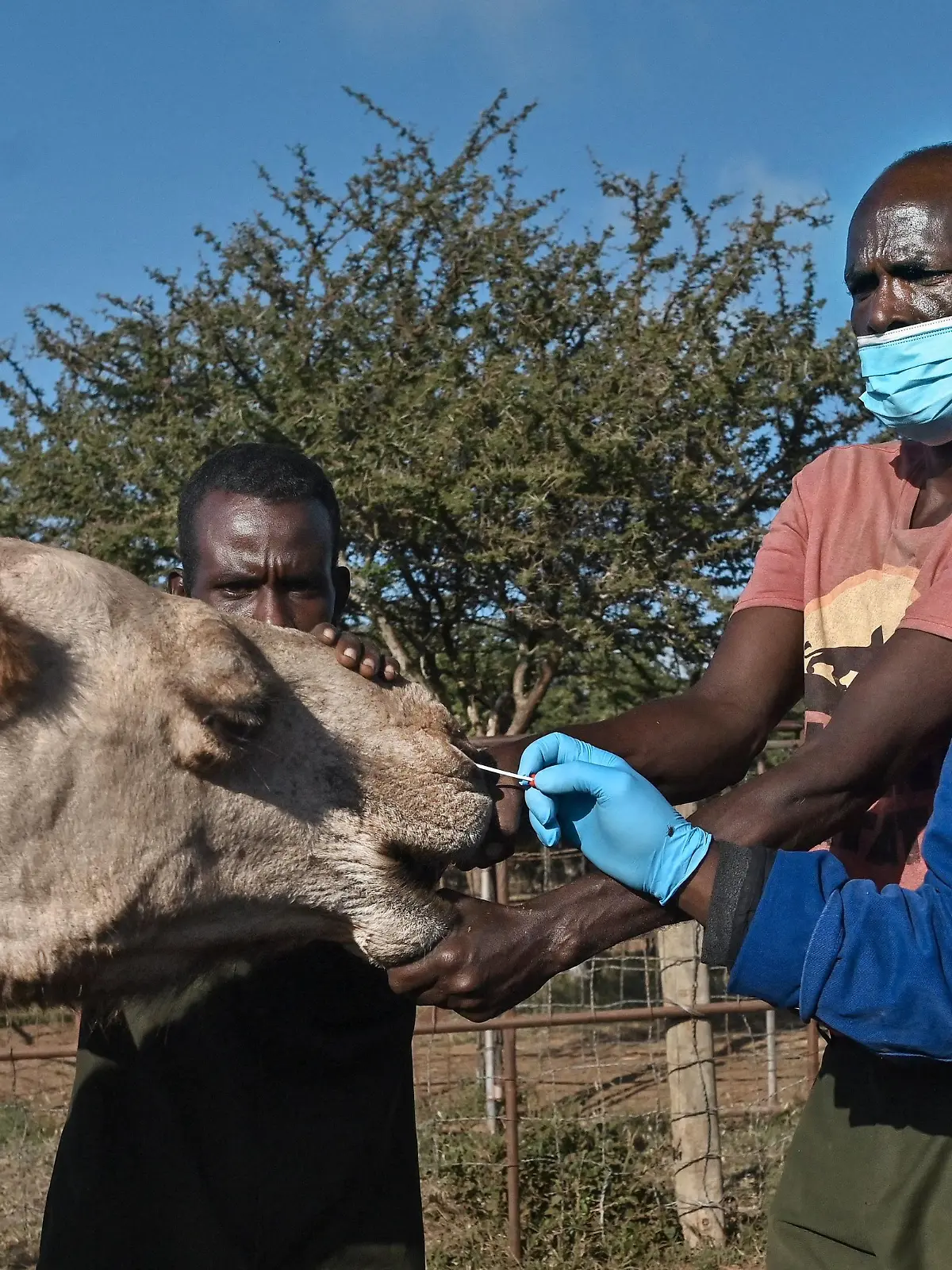 Sospeter Wambugu (R), a veterinary technologist, administers a nasal swab on a female camel as she is held down by resident livestock handlers, at the International Livestock Research Institute (ILRI) ranch, where the camels are regularly tested for the Middle East Respiratory Syndrome (MERS) virus as scientists monitor  for indications of possible transition of the microbes from animal to humans, at the Kapiti plains ranch, located in Machakos County, on March 24, 2021. - ILRI began researching camels in Kenya in 2013, a year after the appearance of MERS in Saudi Arabia, a coronavirus which kills an estimated 35 percent of those it infects, with some 850 deaths recorded, according to the World Health Organisation.
MERS is a zoonotic virus, believed to have transmitted from bats to camels, which causes similar symptoms to Covid-19 in humans: fever, coughing and respiratory difficulties. (Photo by TONY KARUMBA / AFP) (Photo by TONY KARUMBA/AFP via Getty Images)