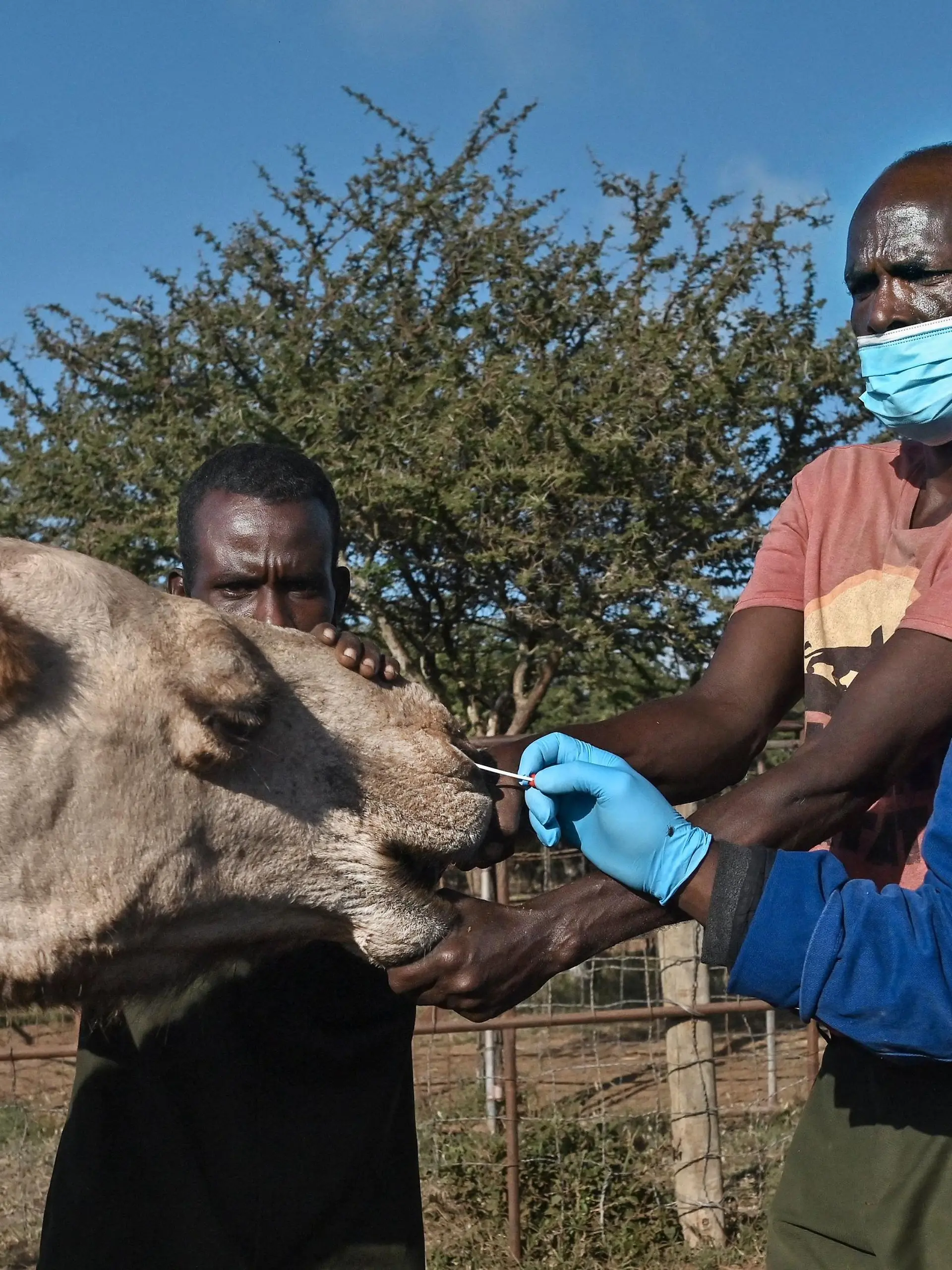 Sospeter Wambugu (R), a veterinary technologist, administers a nasal swab on a female camel as she is held down by resident livestock handlers, at the International Livestock Research Institute (ILRI) ranch, where the camels are regularly tested for the Middle East Respiratory Syndrome (MERS) virus as scientists monitor  for indications of possible transition of the microbes from animal to humans, at the Kapiti plains ranch, located in Machakos County, on March 24, 2021. - ILRI began researching camels in Kenya in 2013, a year after the appearance of MERS in Saudi Arabia, a coronavirus which kills an estimated 35 percent of those it infects, with some 850 deaths recorded, according to the World Health Organisation.
MERS is a zoonotic virus, believed to have transmitted from bats to camels, which causes similar symptoms to Covid-19 in humans: fever, coughing and respiratory difficulties. (Photo by TONY KARUMBA / AFP) (Photo by TONY KARUMBA/AFP via Getty Images)