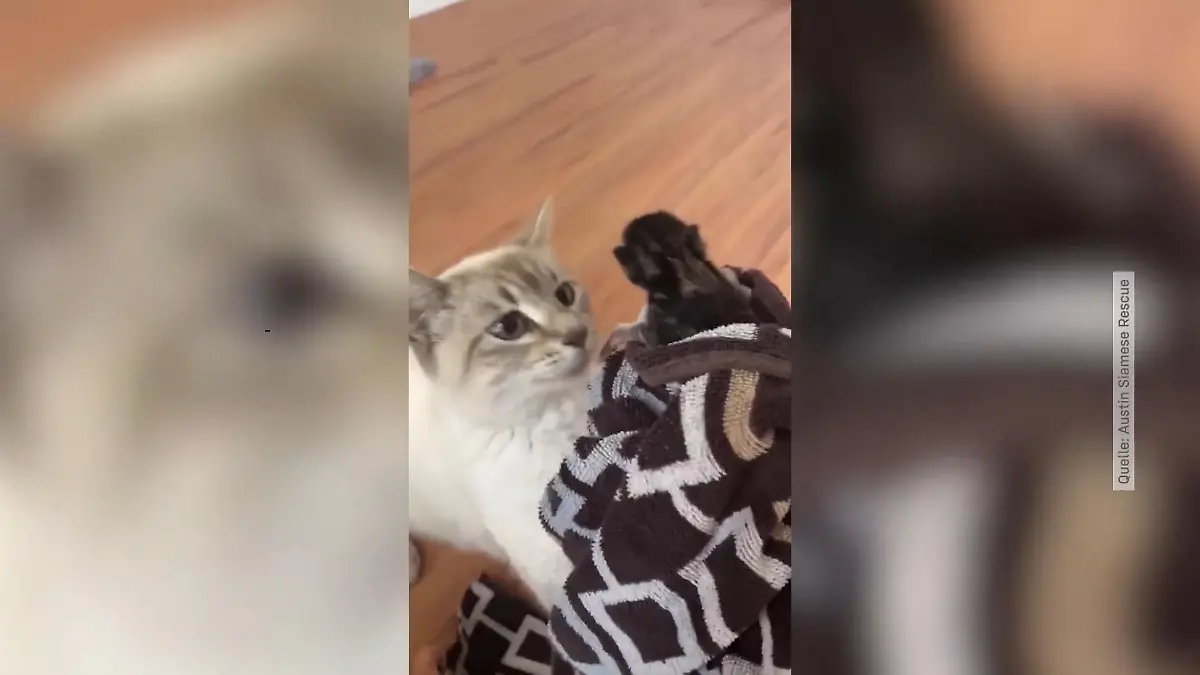 Katzen-Mama adoptiert verwaistes Kätzchen Mutterliebe einer Katze