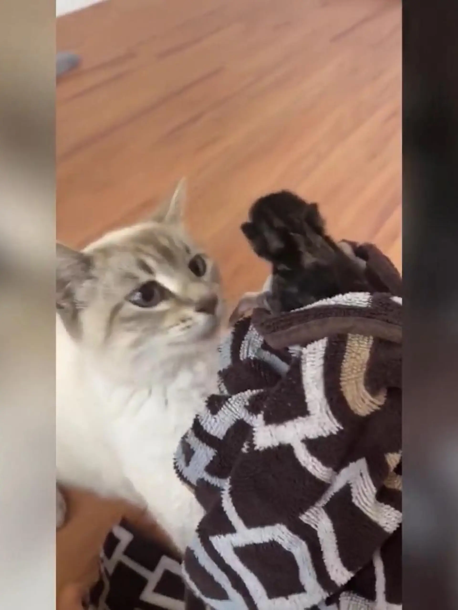 Die Mutterliebe dieser Katze kennt keine Grenzen. Obwohl sie schon eine ganze Rasselbande zu versorgen hat, ist ihre Reaktion eindeutig, als sie ein verwaistes Katzenbaby sieht.