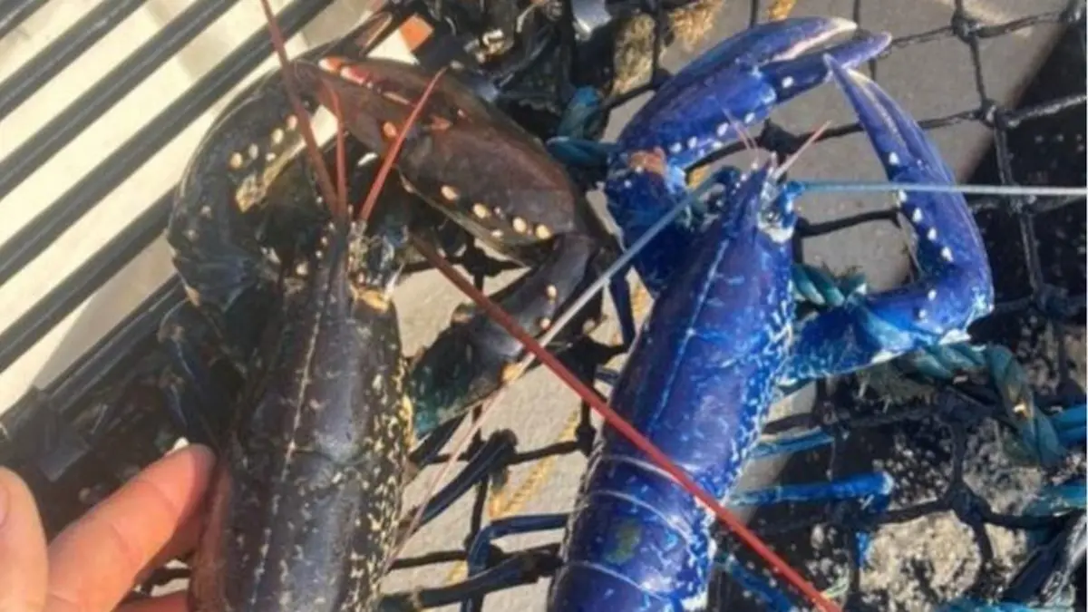 Ein Fischer aus Cornwall fing diesen blauen Hummer.