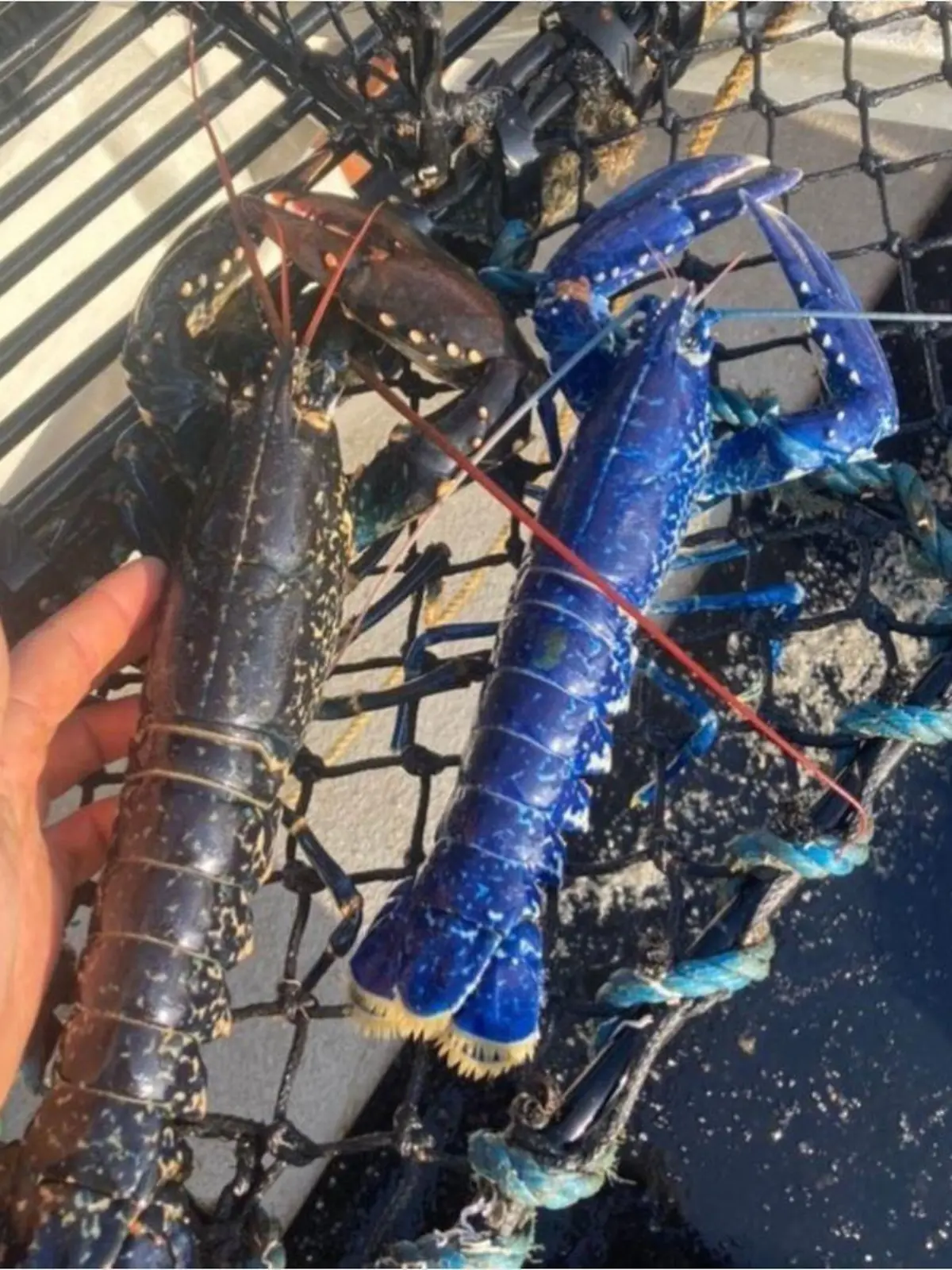 Ein Fischer aus Cornwall fing diesen blauen Hummer.