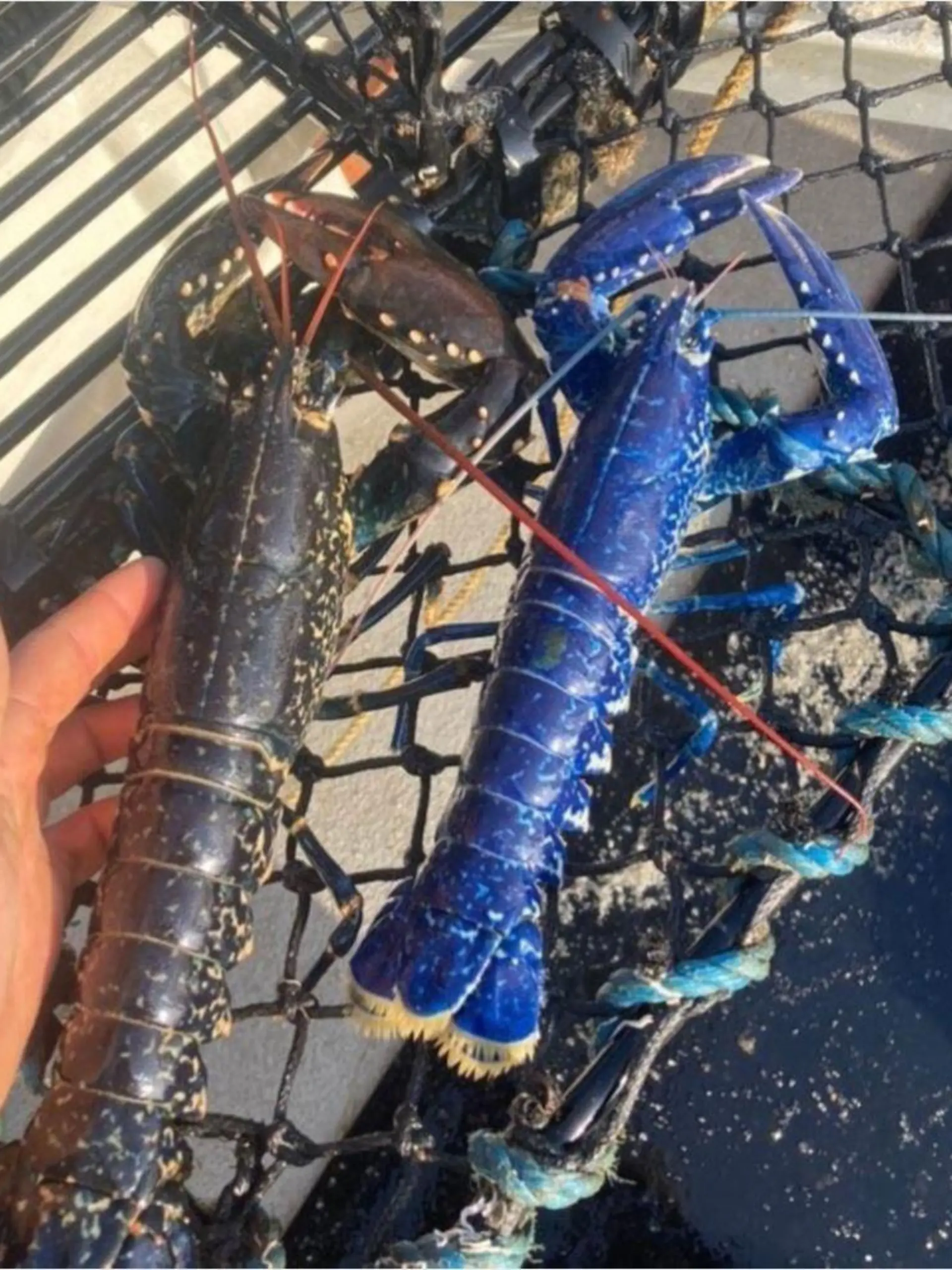 Ein Fischer aus Cornwall fing diesen blauen Hummer.