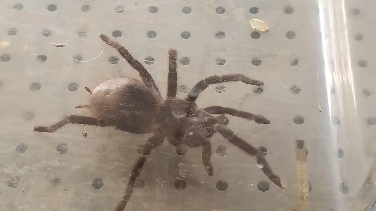 Die Polizei Heidelberg und die Tierrettung entfernten diese Spinne aus einem Tattoo-Studio.