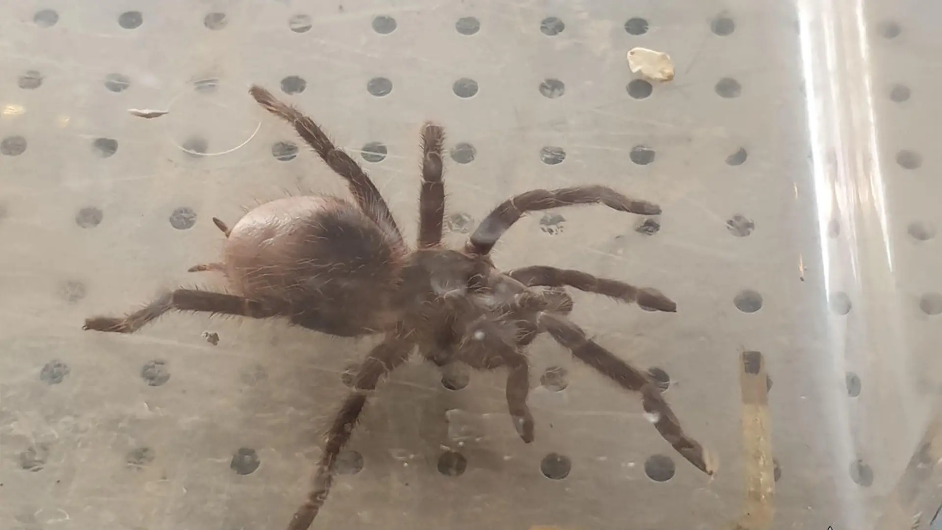 Die Polizei Heidelberg und die Tierrettung entfernten diese Spinne aus einem Tattoo-Studio.