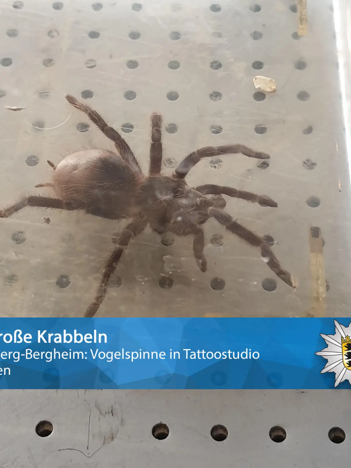 Die Polizei Heidelberg und die Tierrettung entfernten diese Spinne aus einem Tattoo-Studio.