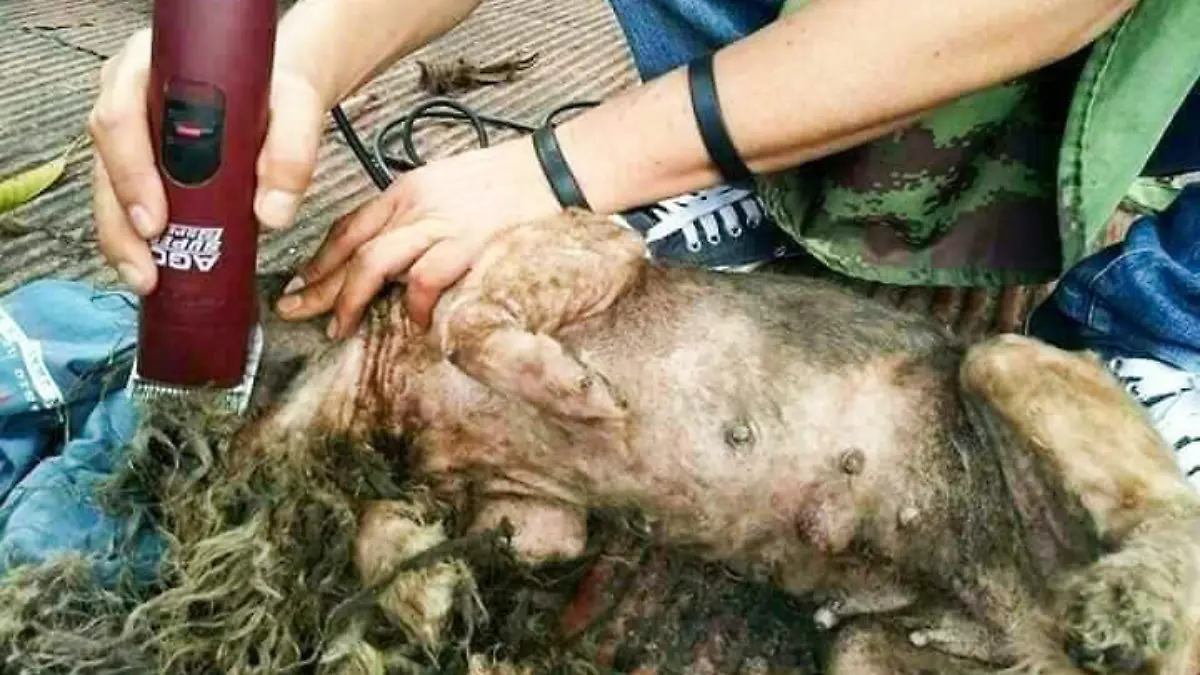eine arme verwahrloste Hündin auf Thailands Straßen