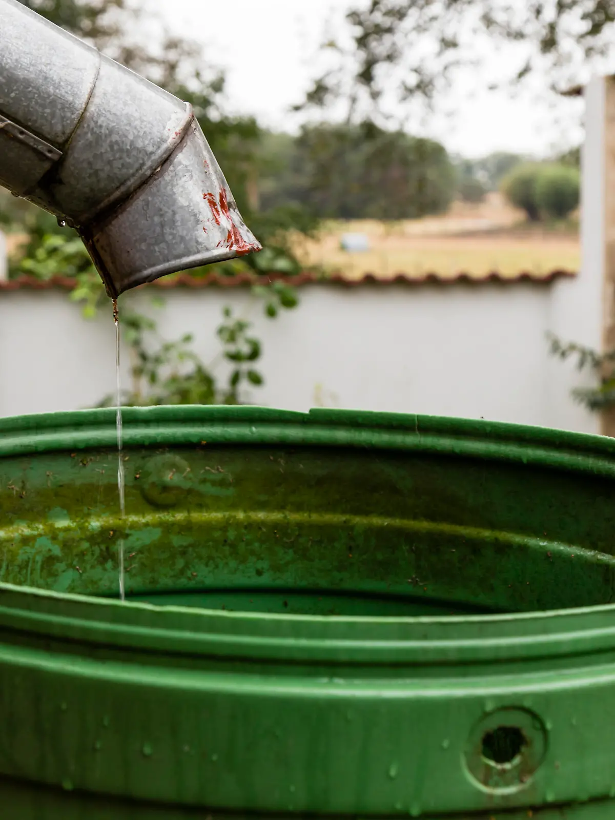 regenwasser regentonne Bildverwendung nur mit Urhebervermerk: Cornelia Pithart/Shotshop/picture alliance. Keine Exlusivverkäufe möglich.