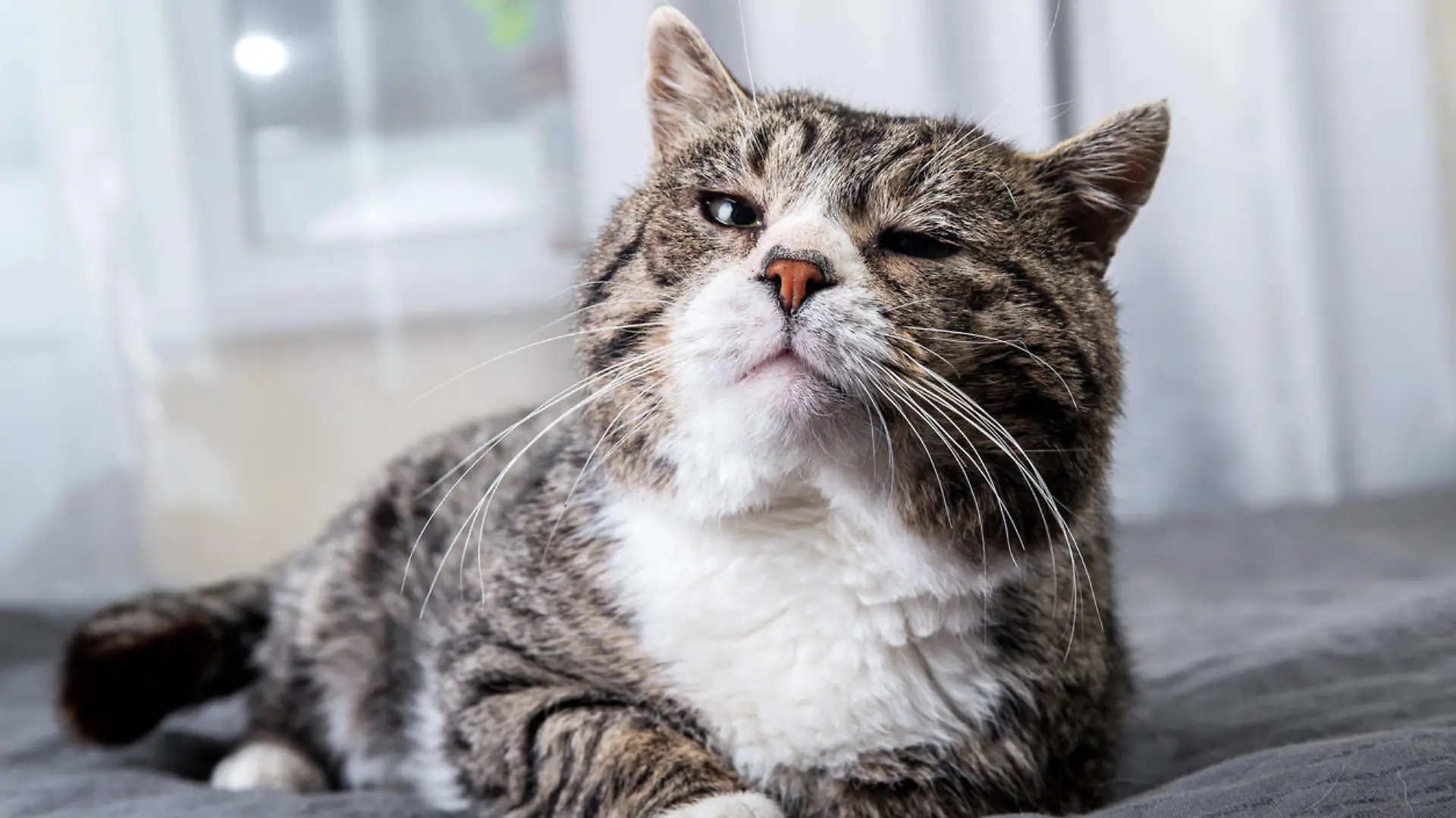Alte Katze liegt entspannt auf dem Bett
