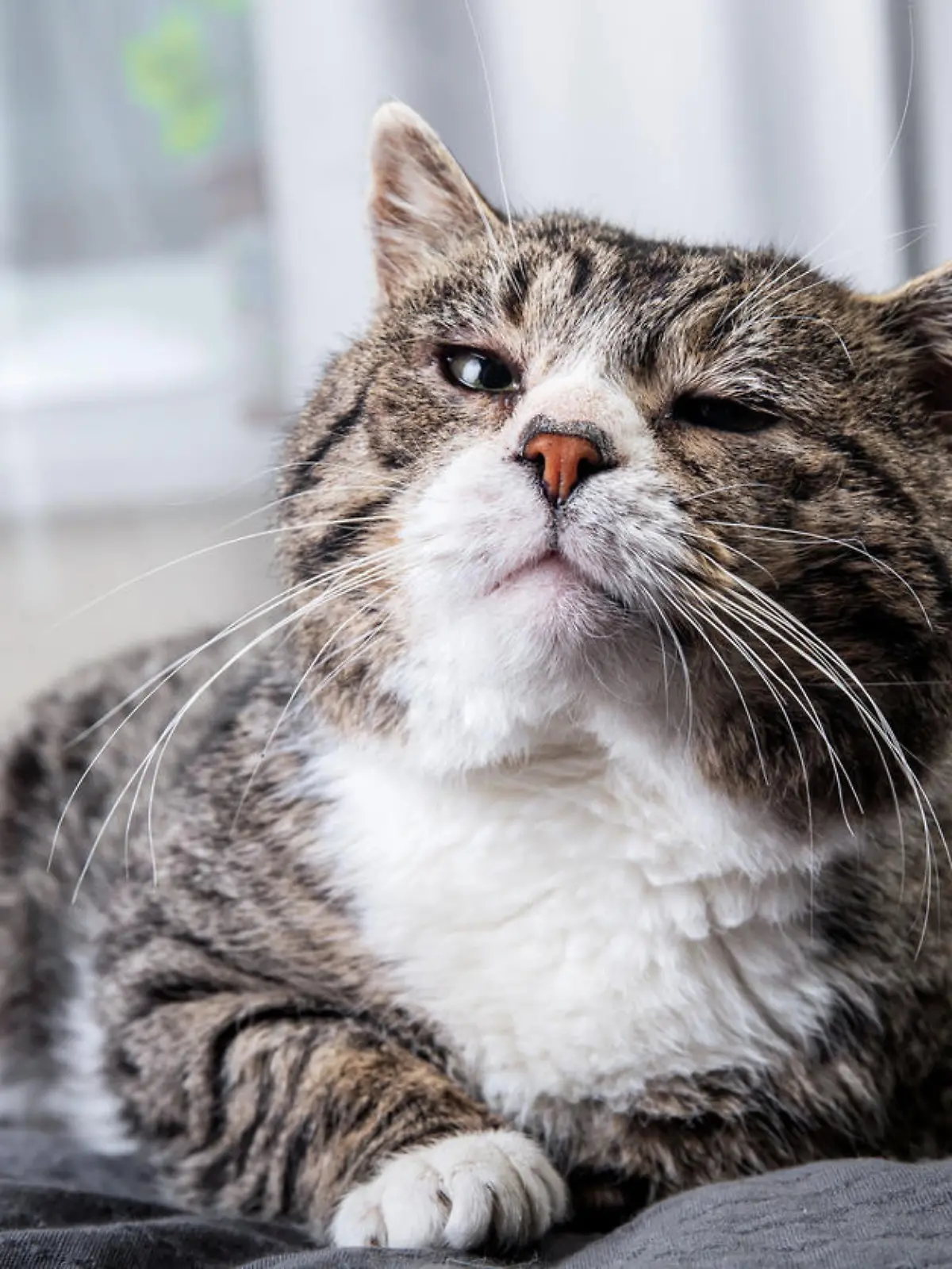 Alte Katze liegt entspannt auf dem Bett