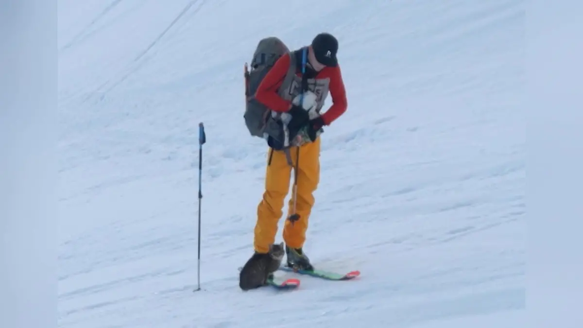 Katze begleitet Bergsteiger auf einen Berg Katzen-Sherpa