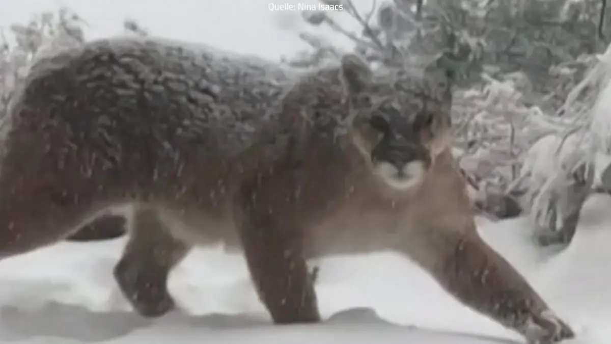 Puma im Garten gefilmt Auge in Auge mit Raubkatze