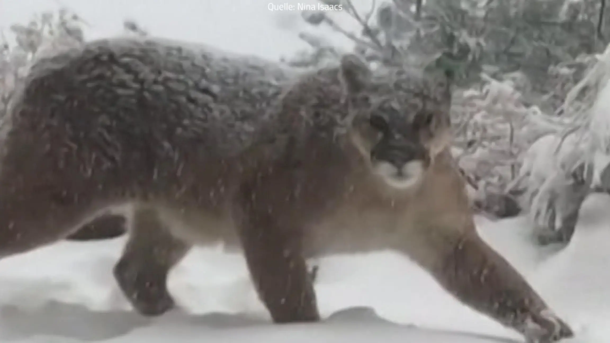 Puma im Garten gefilmt Auge in Auge mit Raubkatze