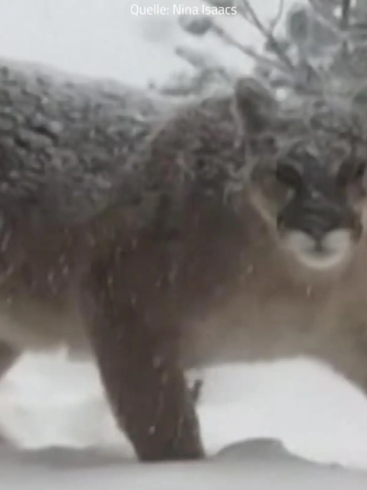 Bild zu: "Puma im Garten gefilmt"