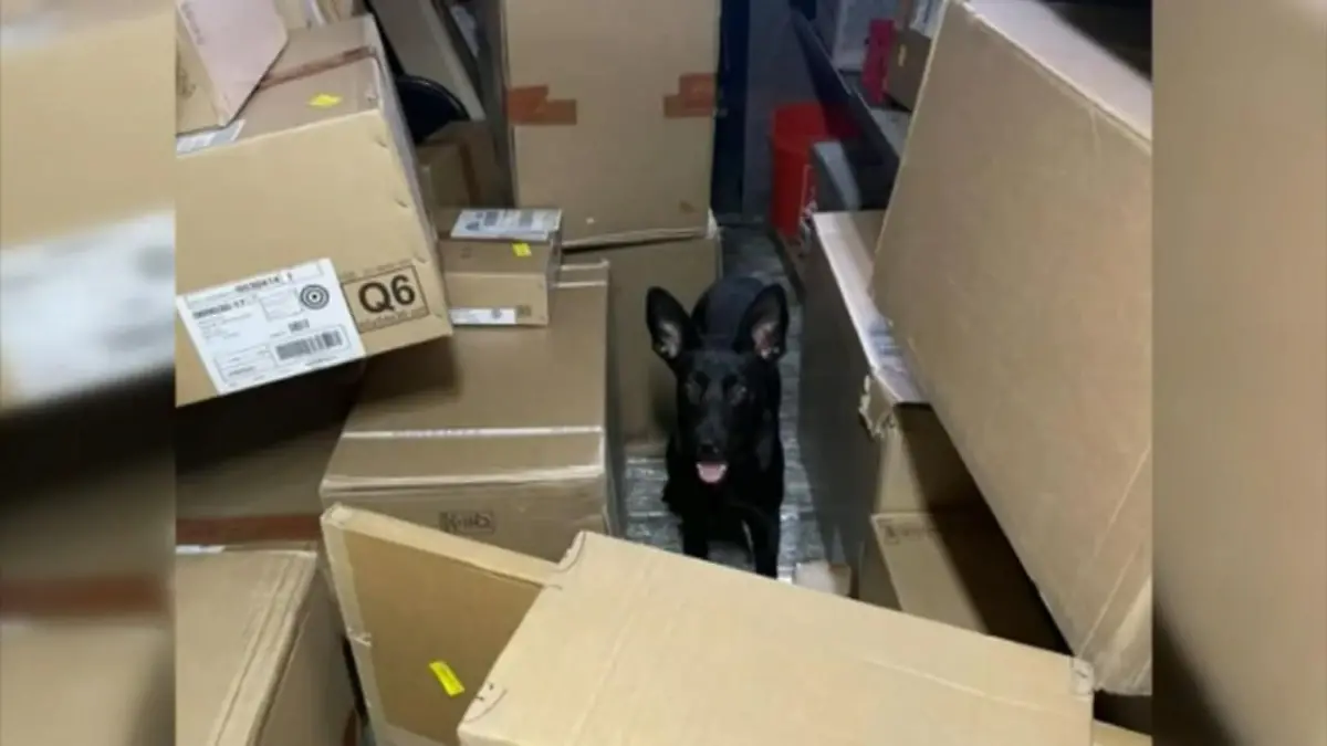 Hündin tourt mit Paketboten Sie ist aus dem Tierheim ausgebüxt