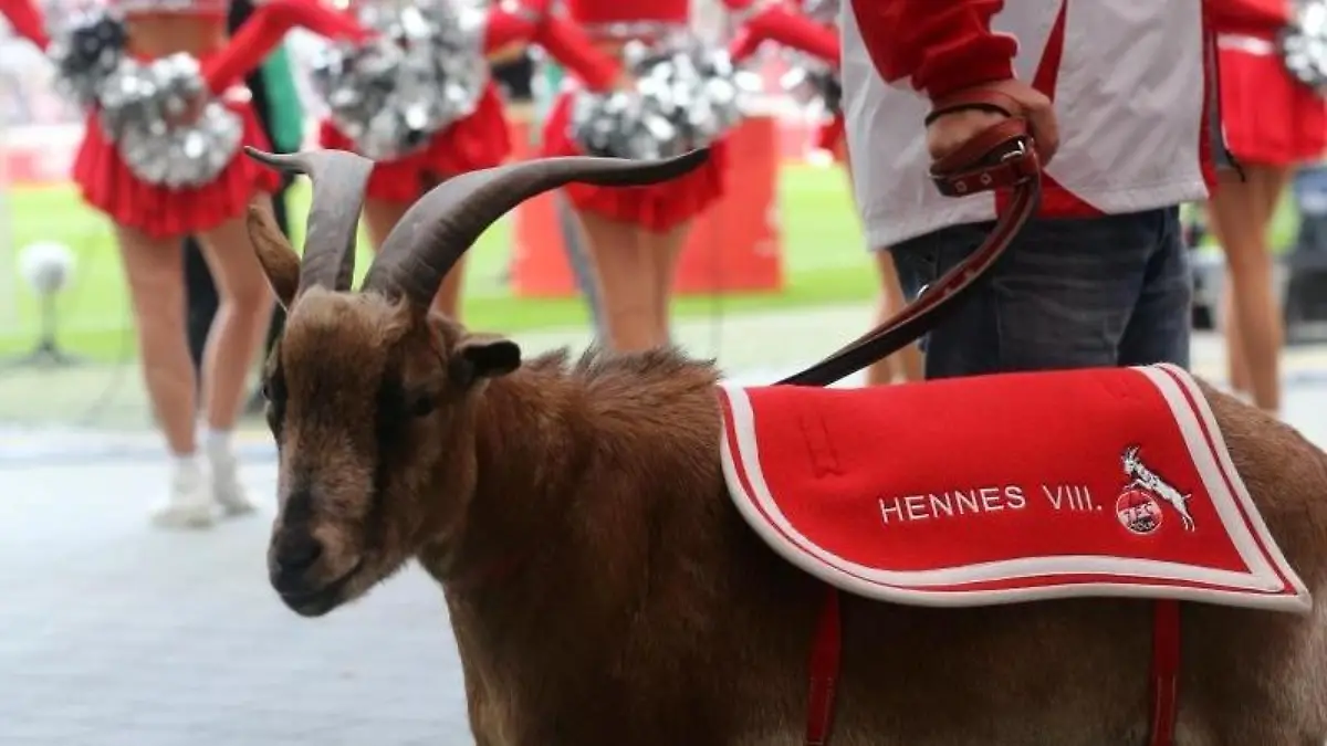 Der Geißbock "Hennes der VIII", Maskottchen des 1. FC Köln. Foto: Roland Weihrauch/Archiv