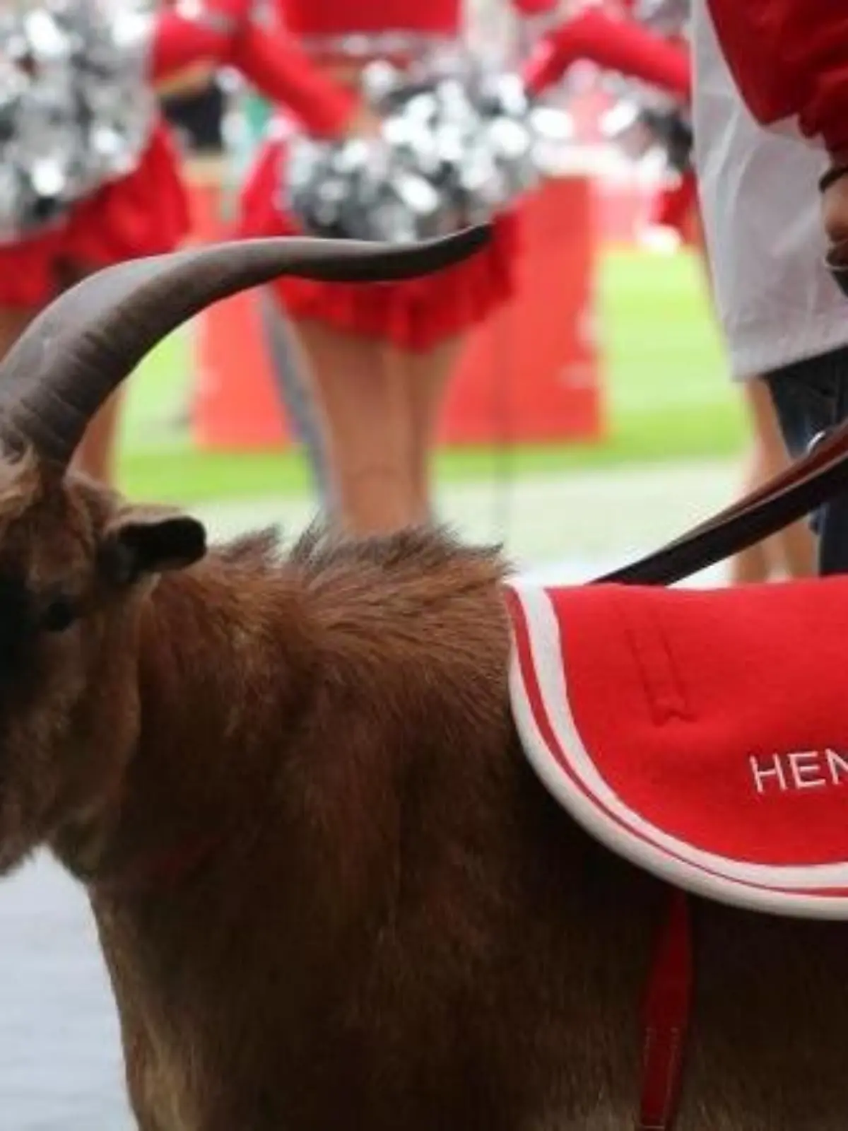 Der Geißbock "Hennes der VIII", Maskottchen des 1. FC Köln. Foto: Roland Weihrauch/Archiv