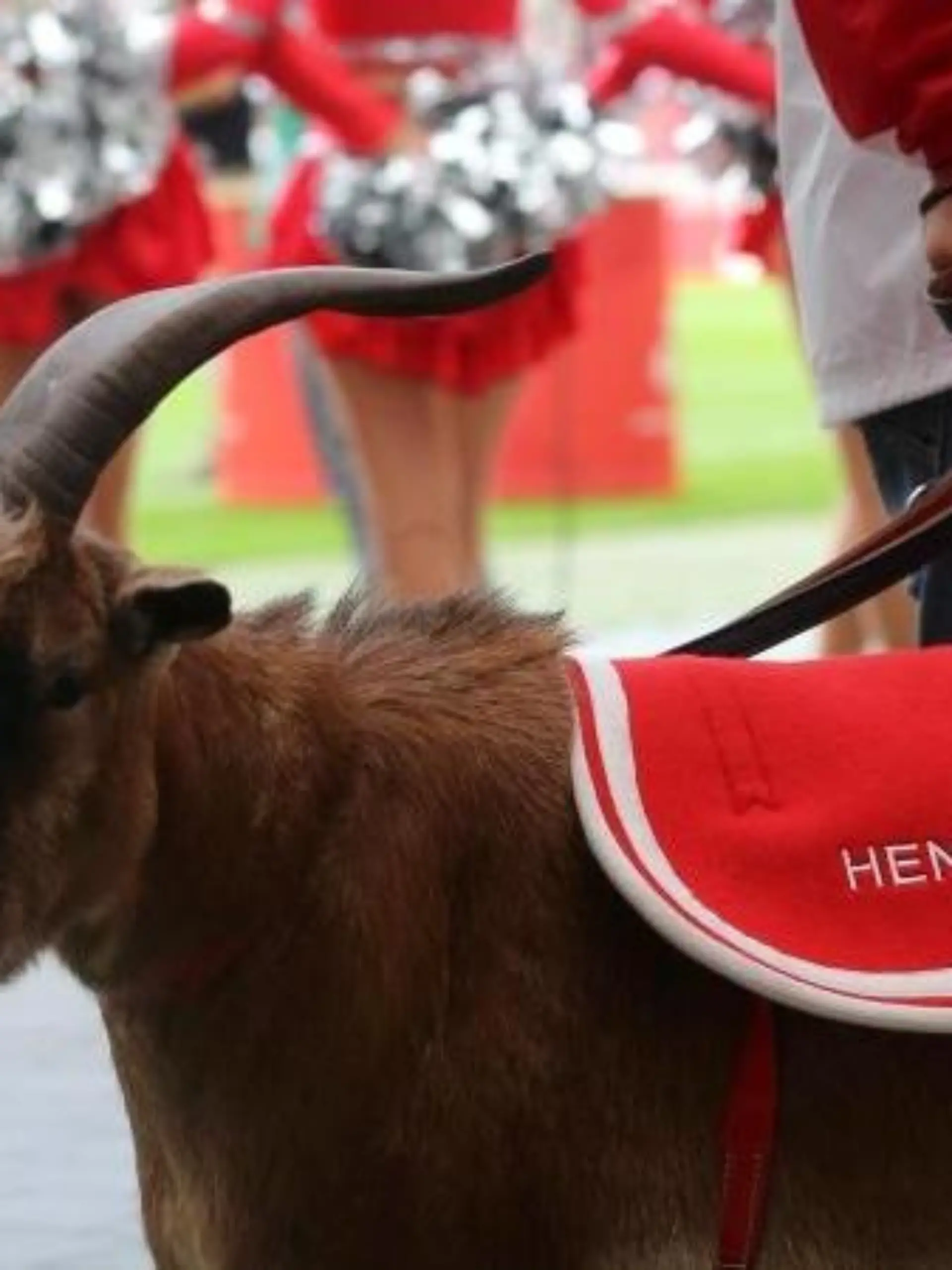 Der Geißbock "Hennes der VIII", Maskottchen des 1. FC Köln. Foto: Roland Weihrauch/Archiv