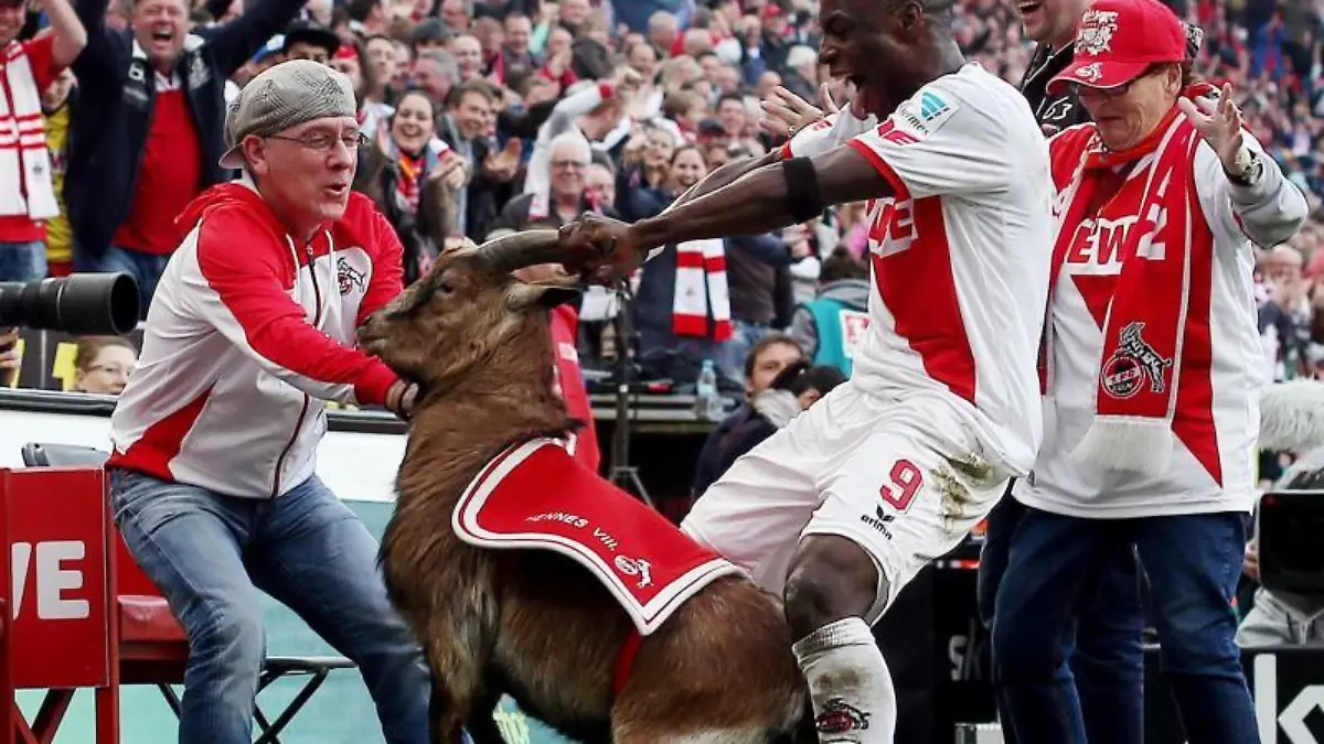 Kölns Stürmer Anthony Ujah packt beim Jubeln Maskottchen Hennes VIII. an den Hörnern. Foto: Thilo Schmülgen