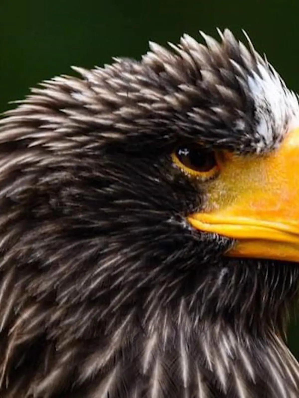 Bild zu: "Riesenseeadler aus Falknerei weg"